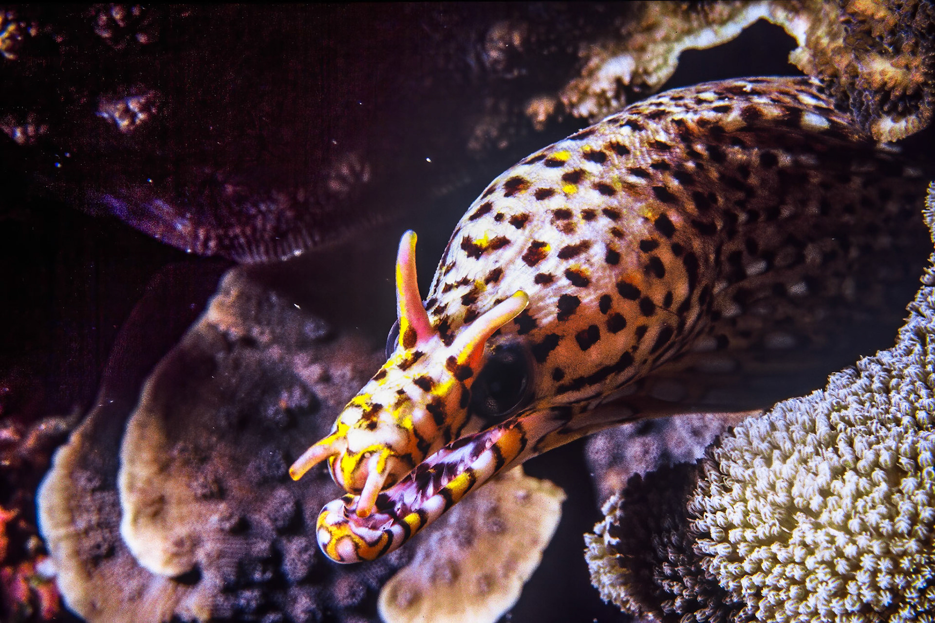 Dragonmoray, Comores. One of the earliest sightings of the Dragon moray in these waters.