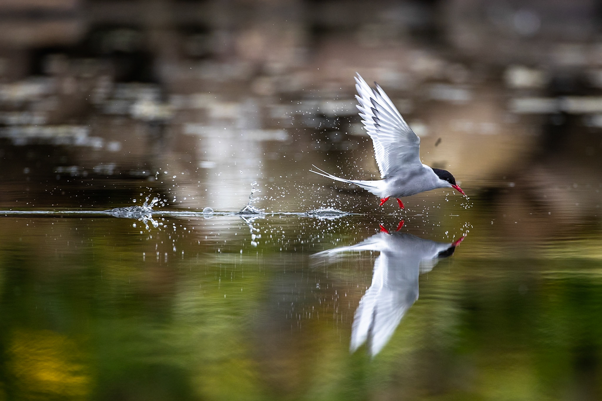 Arctic tern, Grímsey Island, Iceland