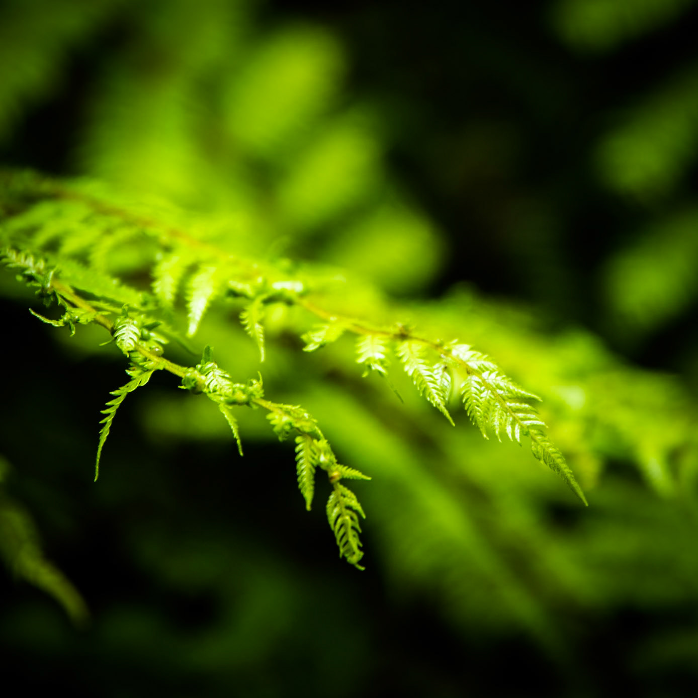 Hollyford Track, Pyke Lodge to Martin's Bay, New Zealand