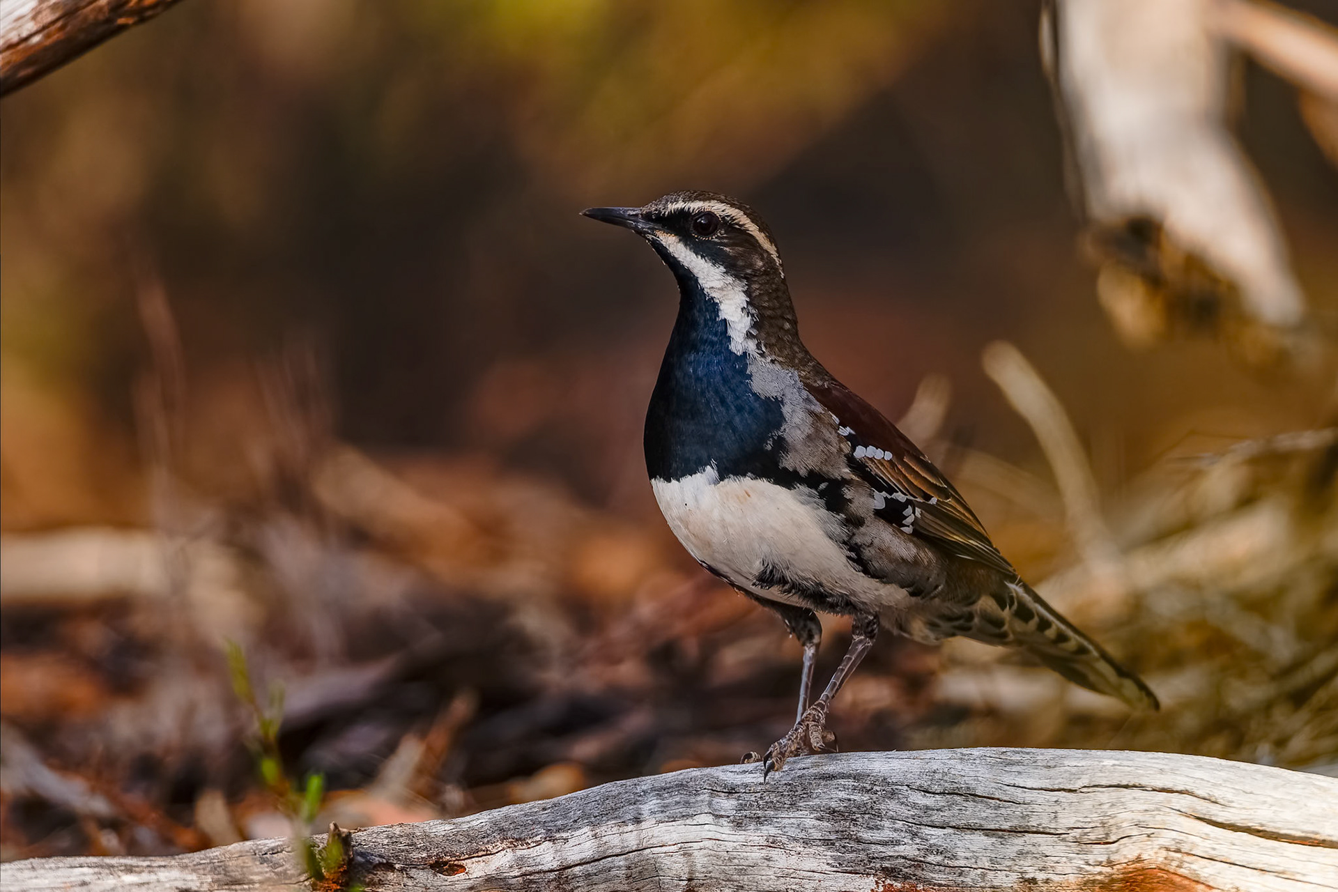 Chestnut quail-thrush, Round Hill Nature Reserve, Lake Cargelligo, NSW, Australia