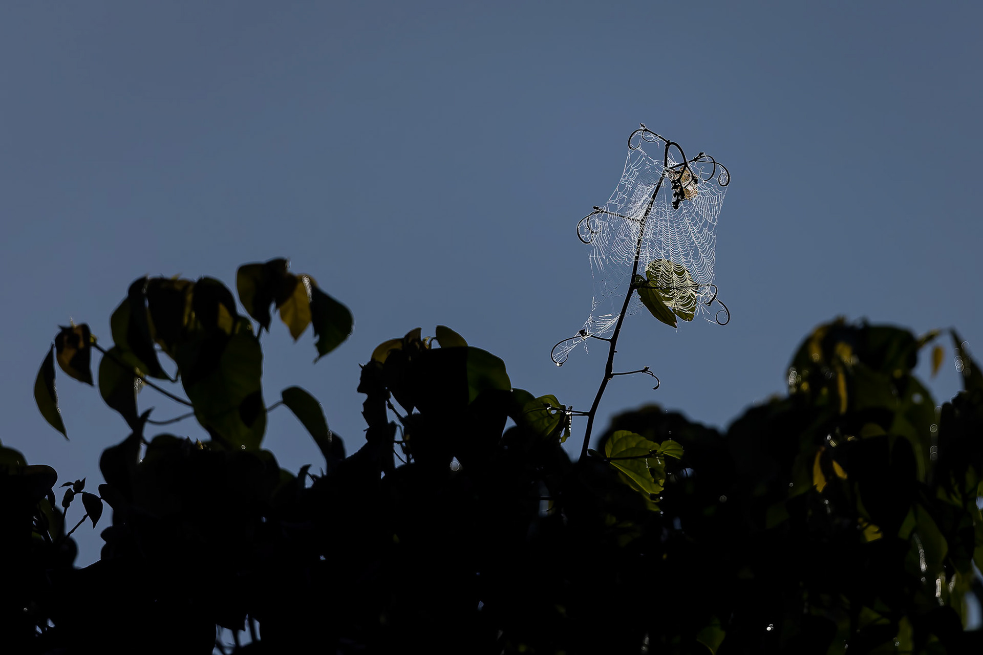Spiderweb, Utan, Borneo