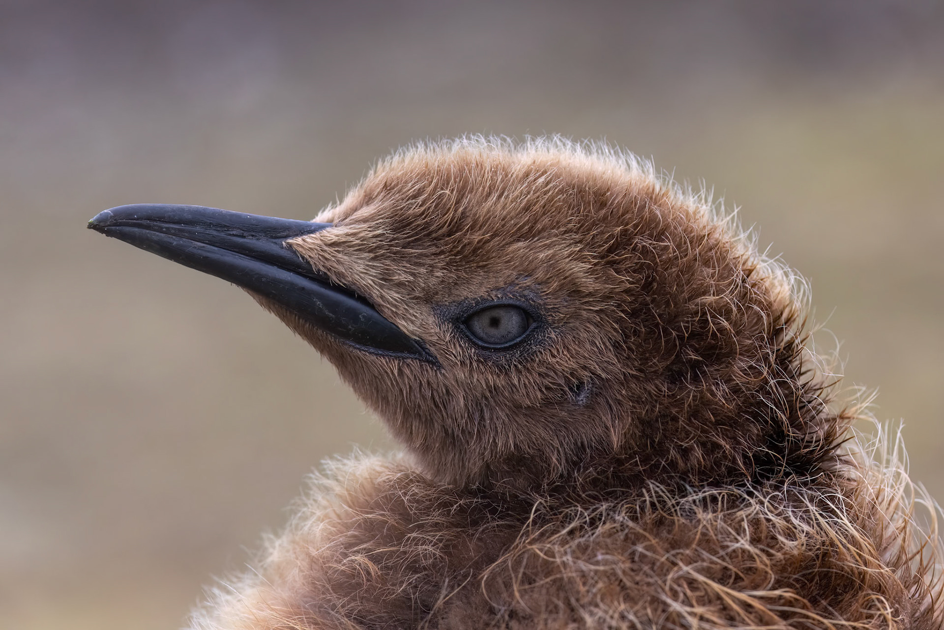 King penguin, Volunteer Point, Stanley, Falkland Islands
