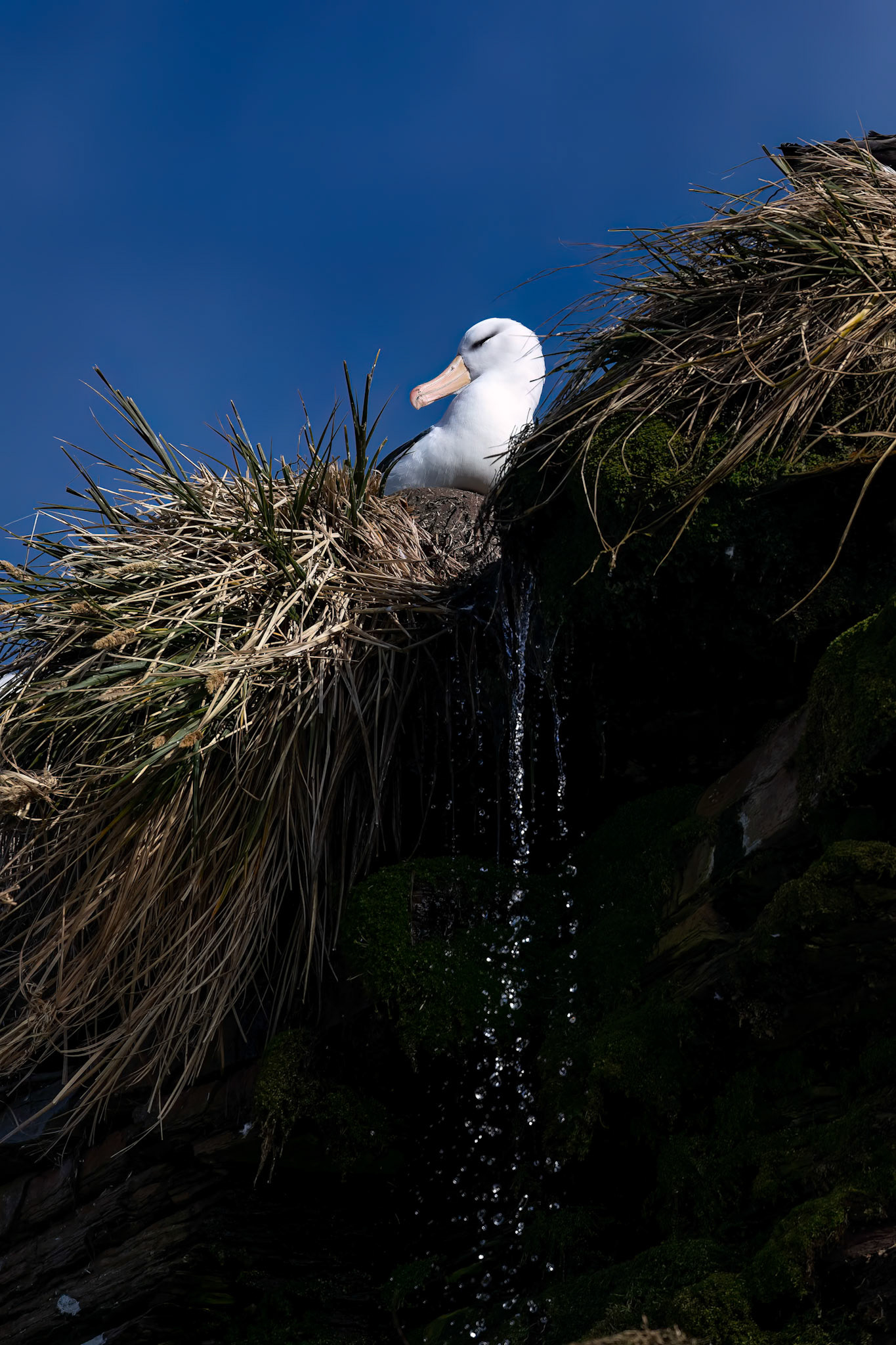 Black-browed albatross, The Settlement, Saunders Island, Falkland Islands