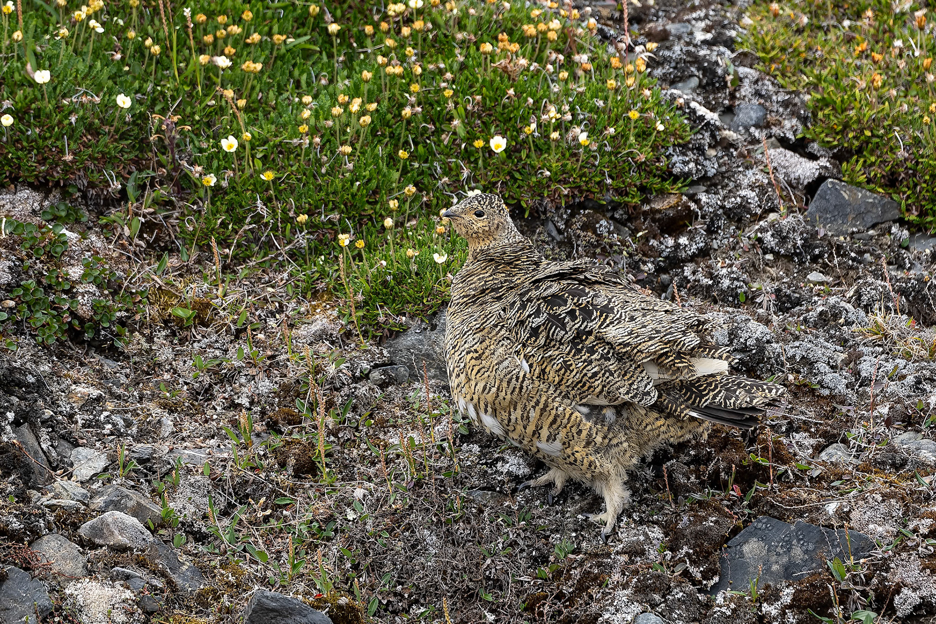 Rock ptarmigan, Texas Bar, Svalbard, Norway