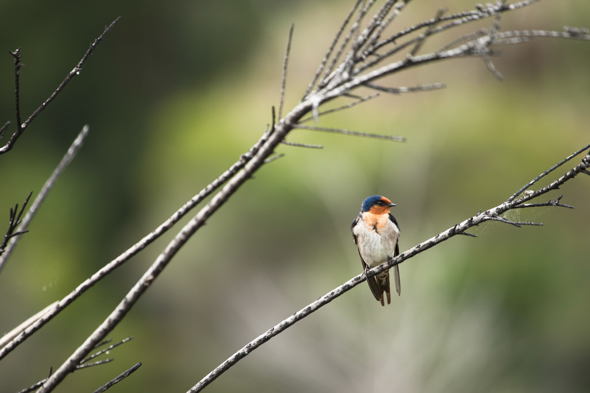 Welcome swallow, Kingfisher Bay, Fraser Island, Queensland