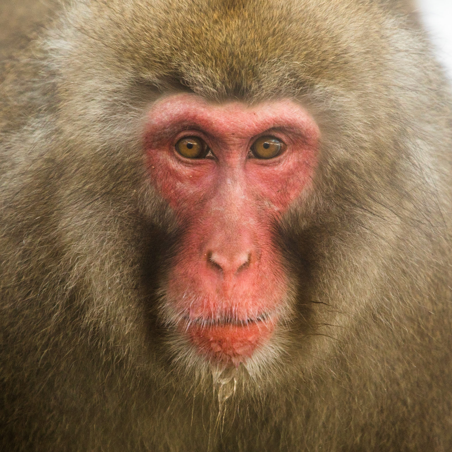 Jigokudani Yaen-Koen, Snow Monkeys, Yudanaka, Japan