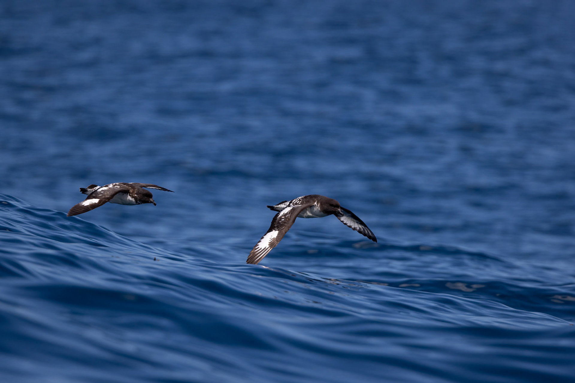 Cape petrel, Kaikōura, New Zealand