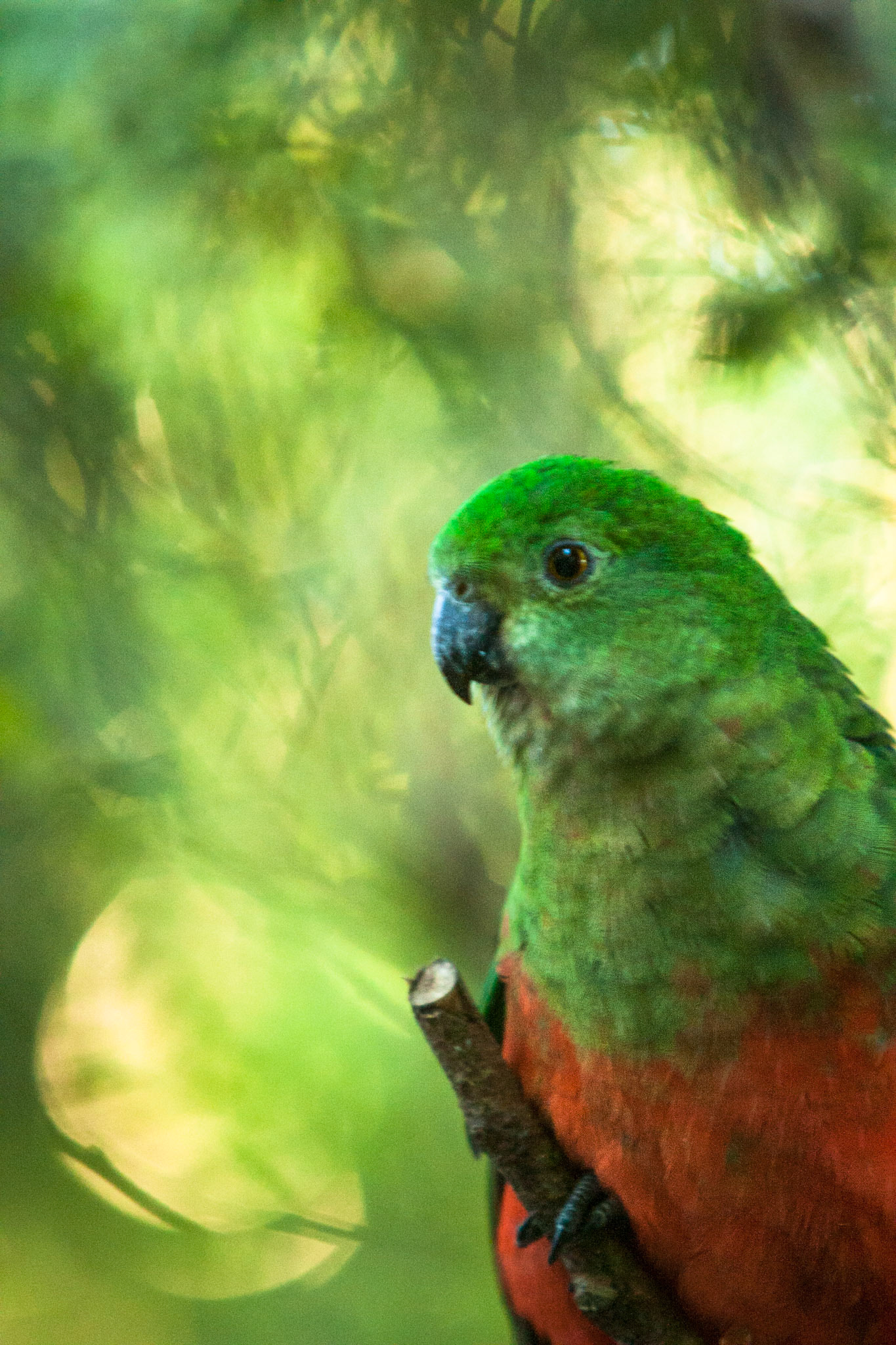 Lamington National Park, Queensland