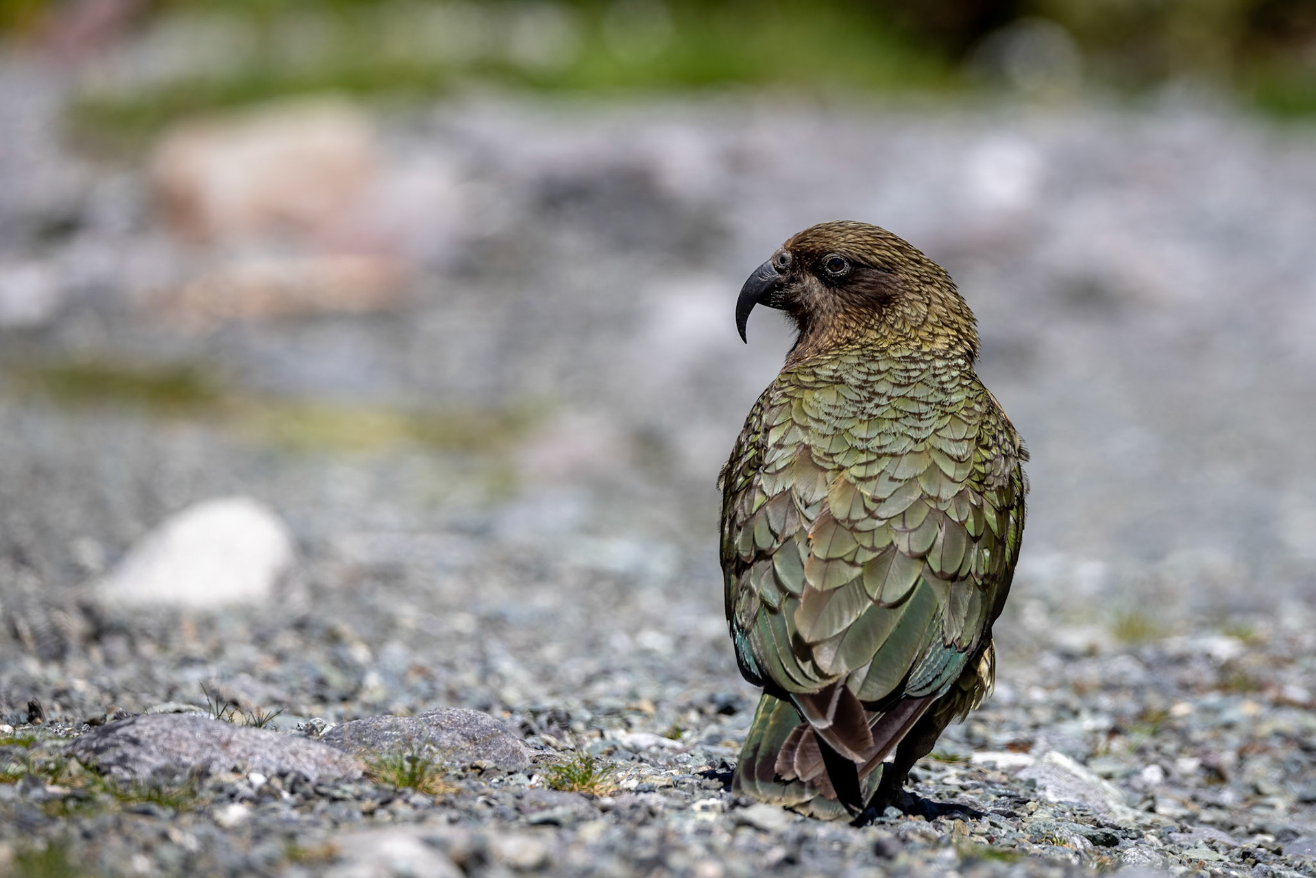 Kea, Te Anau, New Zealand