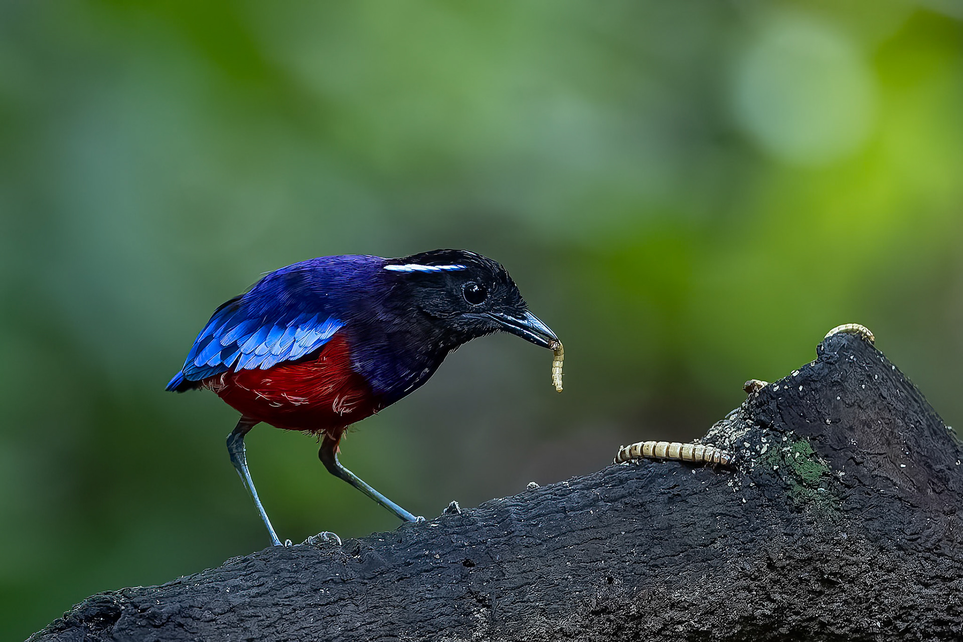 Black-crowned pitta, Borneo