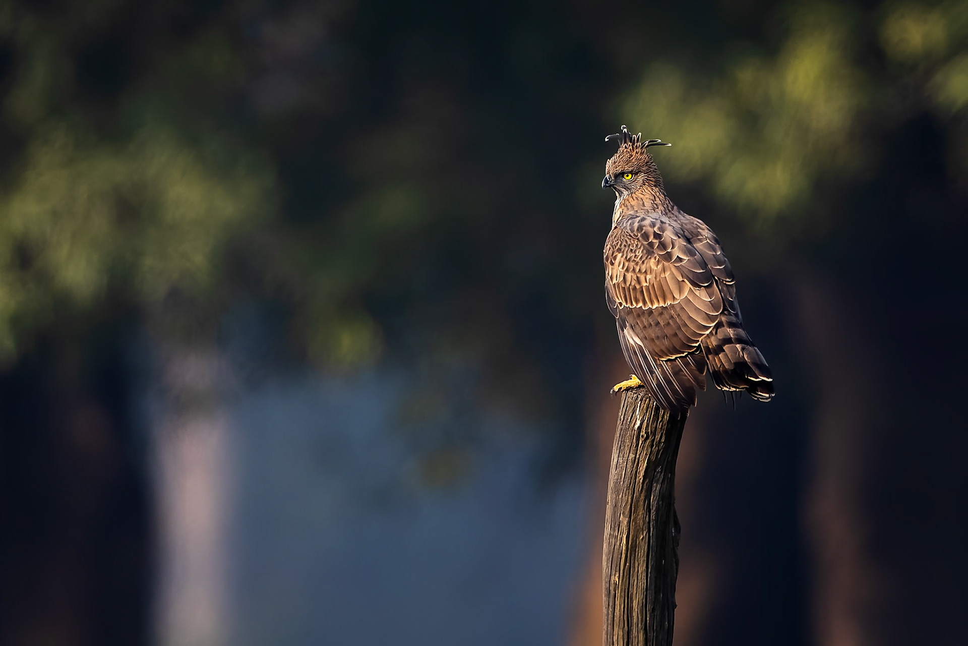 Changeable hawk-eagle, Khana, India