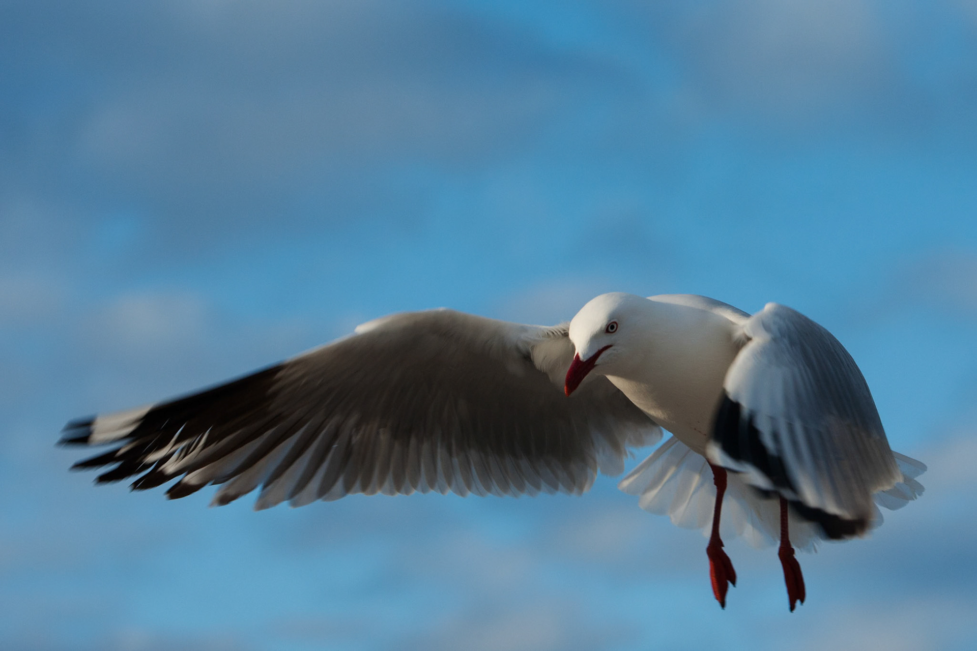 Silver gulls gathered for feeding, Kingscote, Kangaroo Island