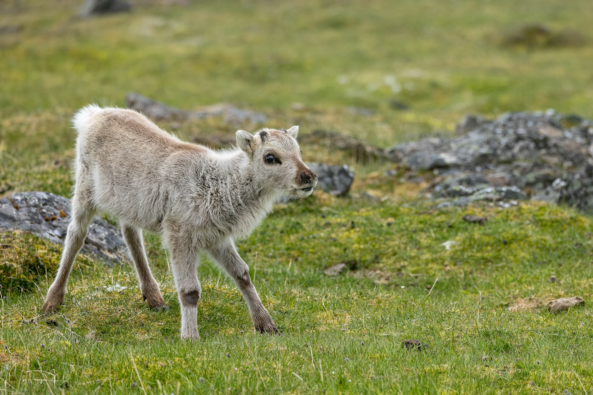 Svalbard's reindeer, Trygghamna, Svalbard, Norway