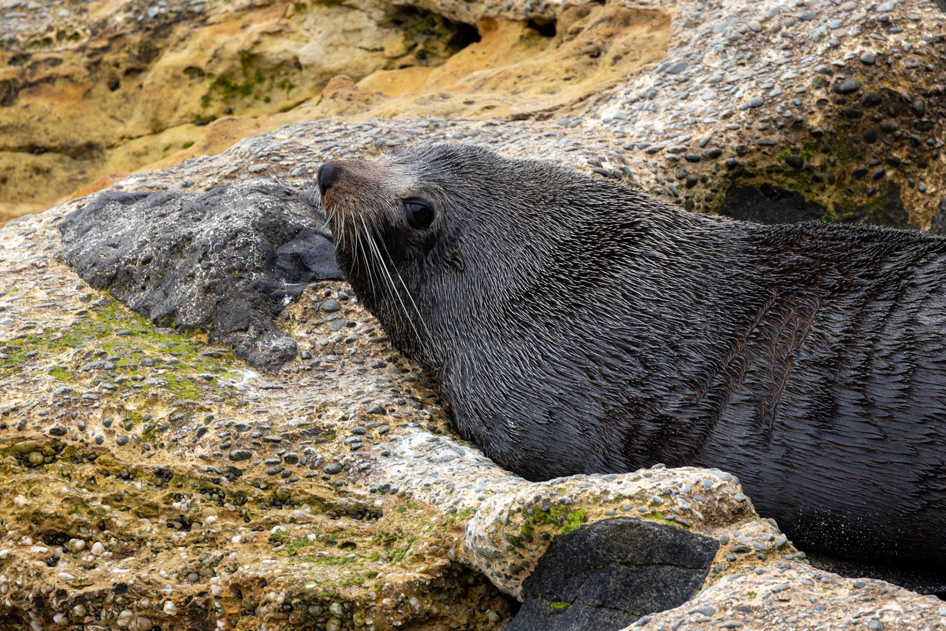 New Zealand fur-seal, Oamaru, New Zealand