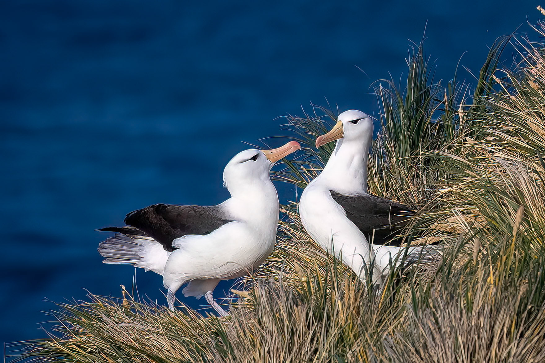 Black-browed albatross, The Settlement, Saunders Island, Falkland Islands