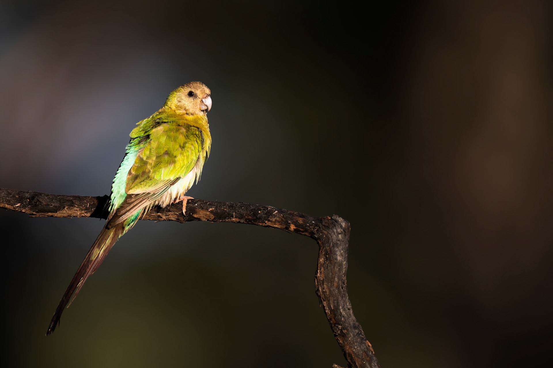 Golden-shouldered parrot, Artemis station, Musgrave, Cape York Penninsula, Queensland