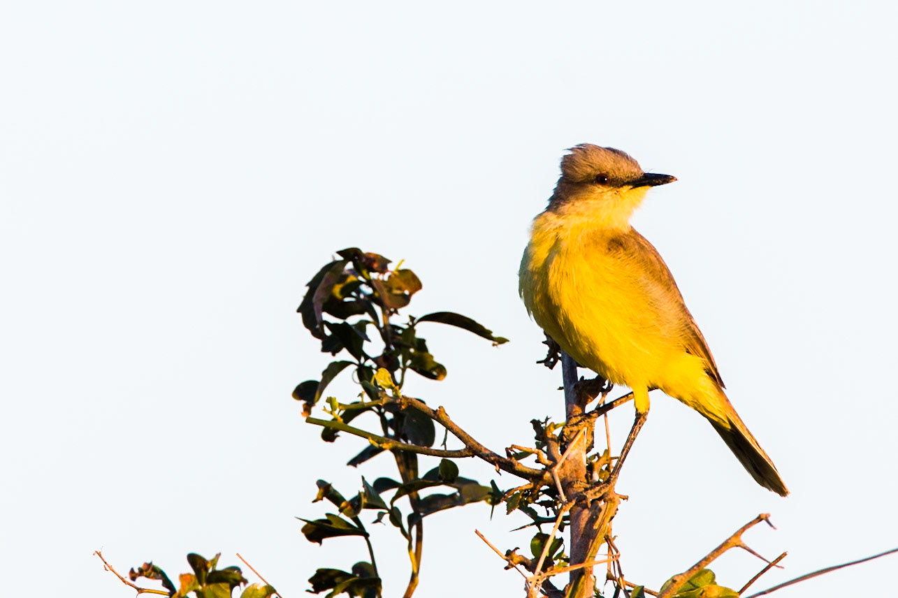 Tropical kingbird, Transpantaneira, Pantanal, Brazil