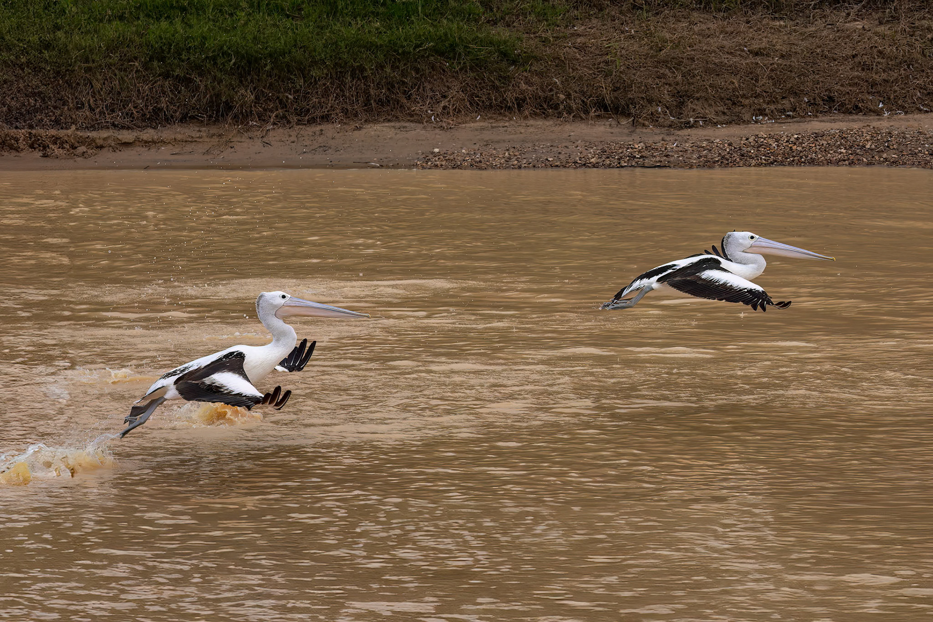 Australian pelican, Birdsville, Queensland, Australia