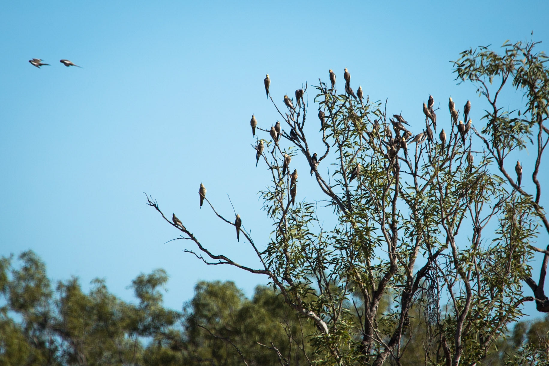 Cockatiels, Broome, West Australia