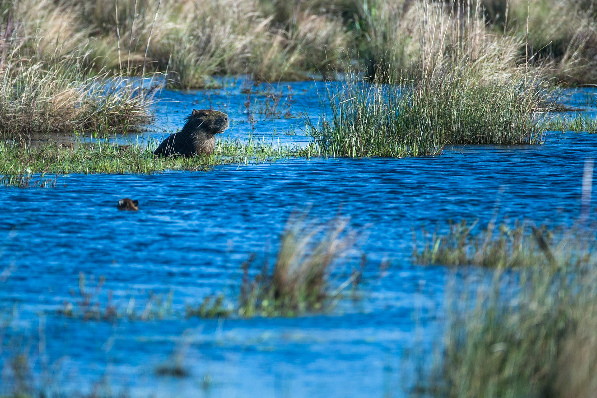 Capybara, Puerto Valle Esteros, Ibera wetlands, Corrientes, Argentina