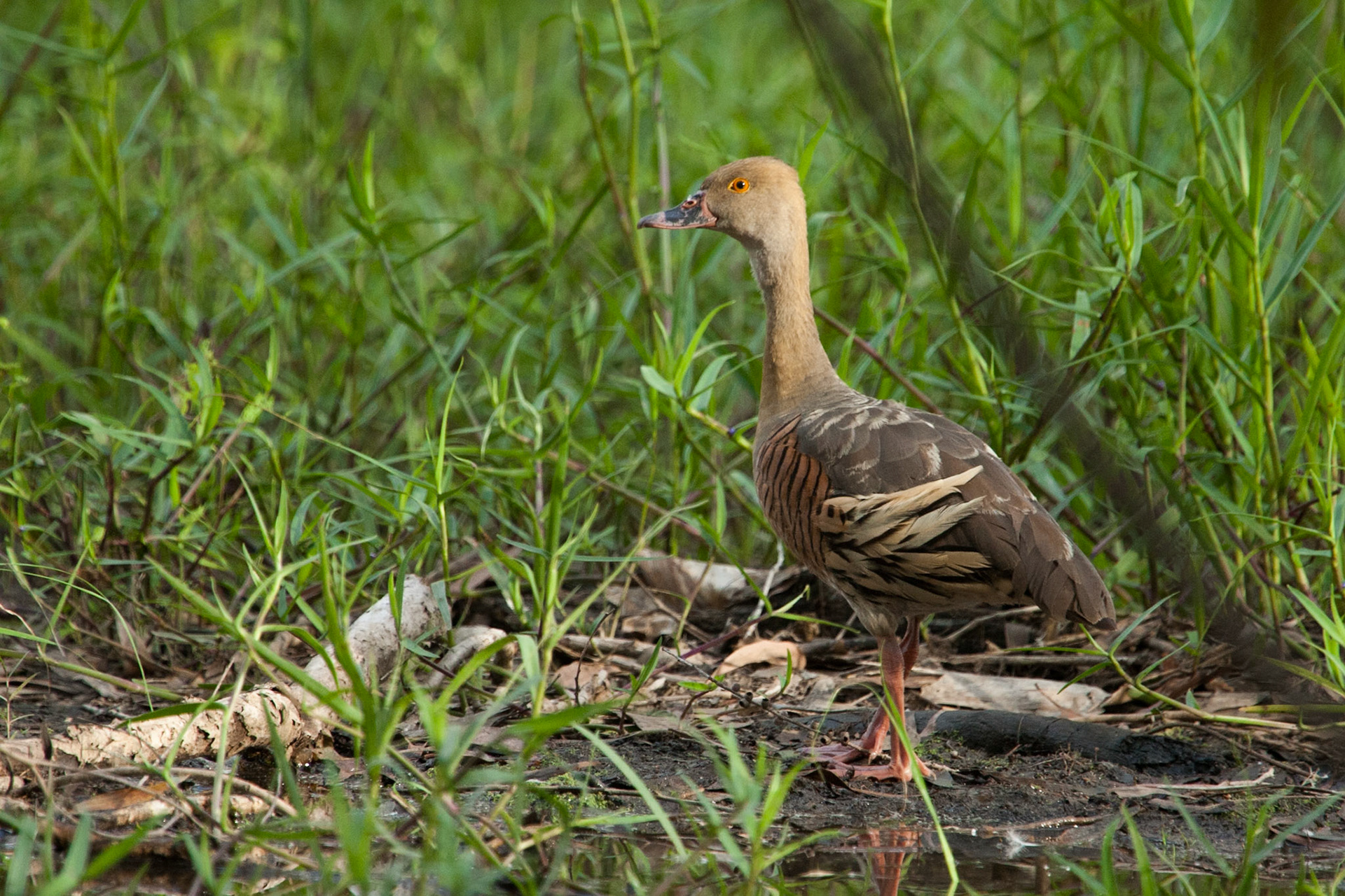 Plumed whistling-duck, Mount Borradale, Arnhemland, Northern Territory