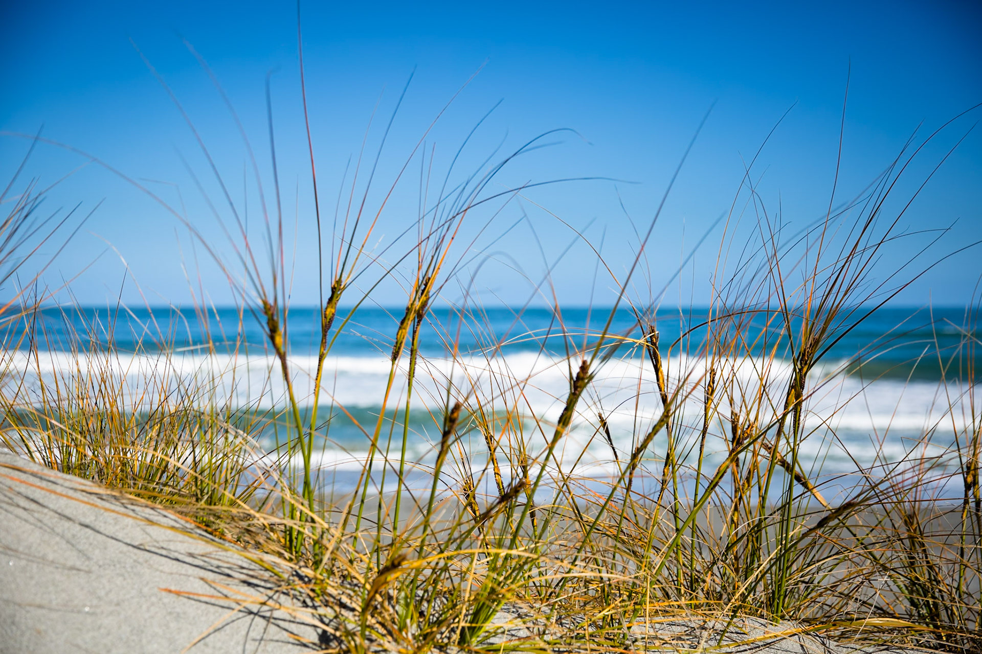 Hollyford Track, Martin's Bay, New Zealand