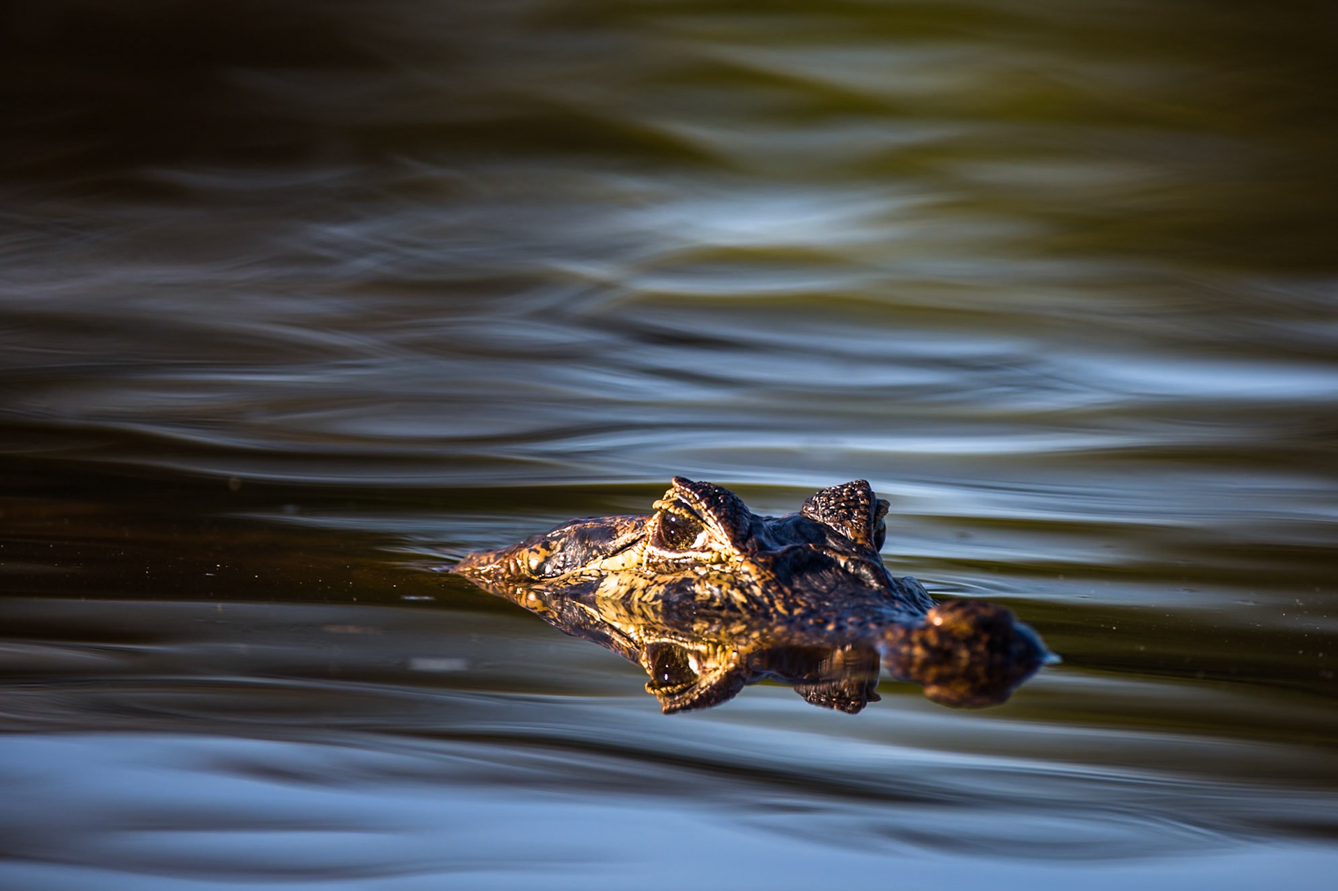 Caiman, Porto Jofre, Pantanal, Brazil