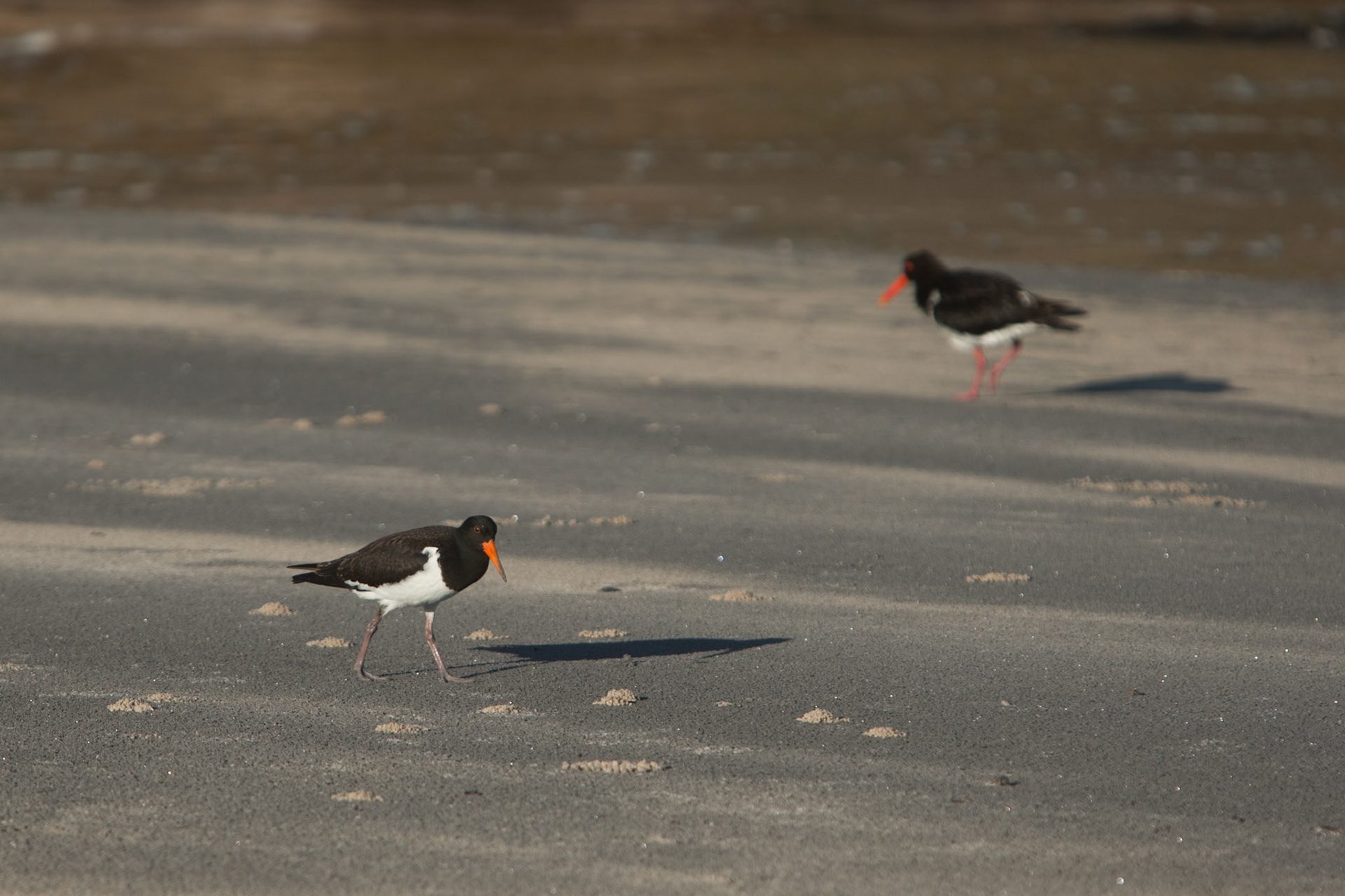 Pied Oystercatcher, Belongil beach, Byron Bay