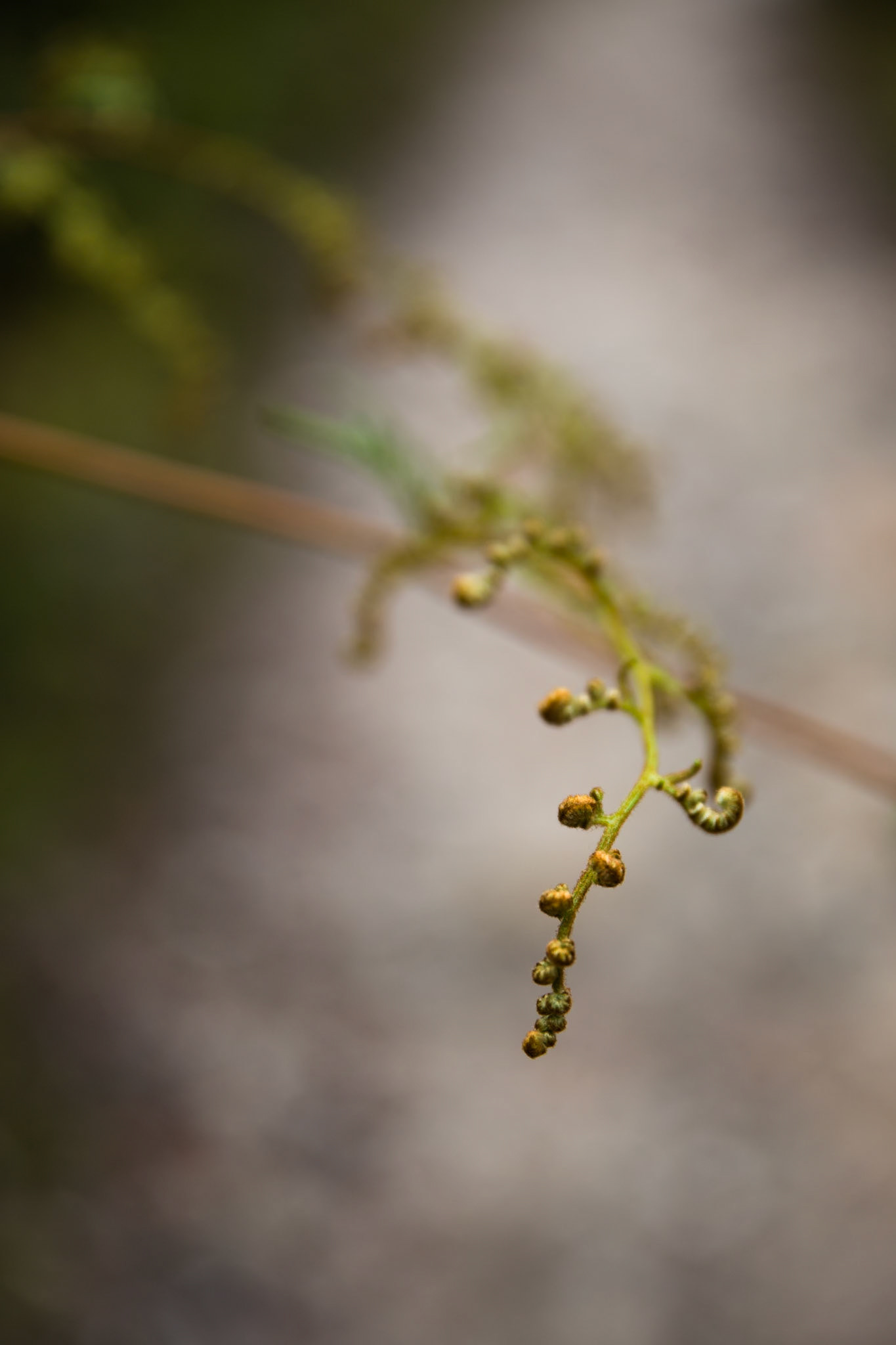 Crater Lake and Rainbow Mountain, Rotorua, New Zealand