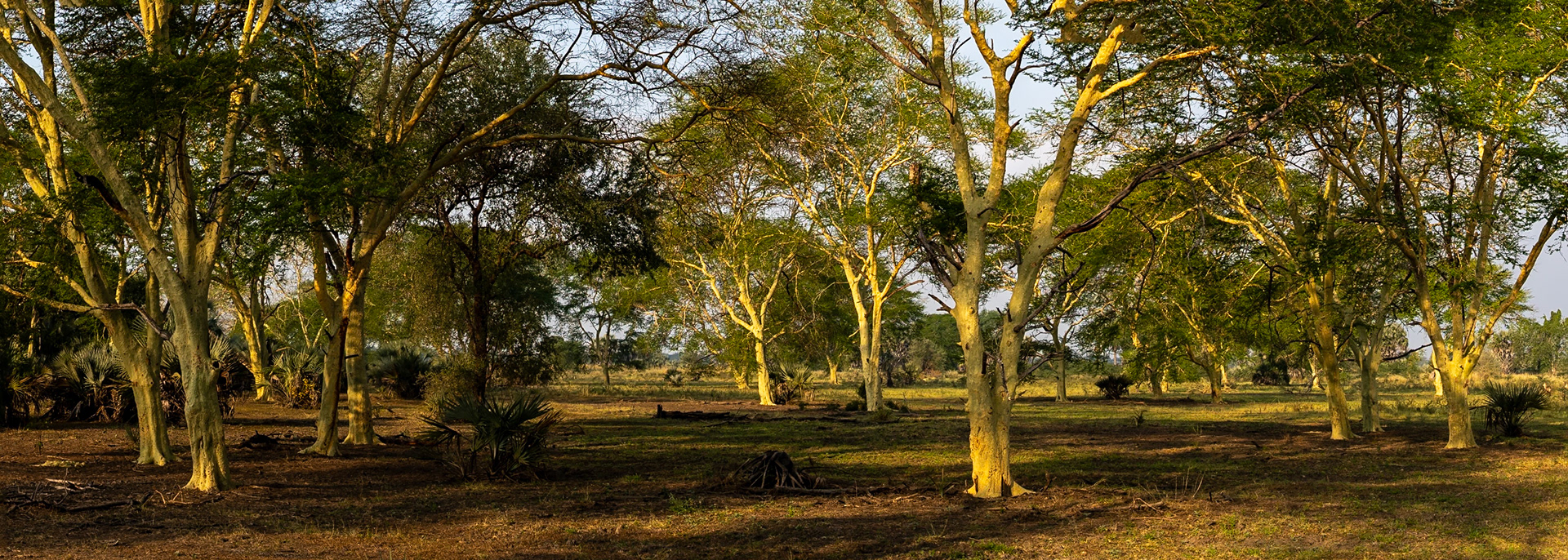 Landscape, Gorongosa, Mozambique