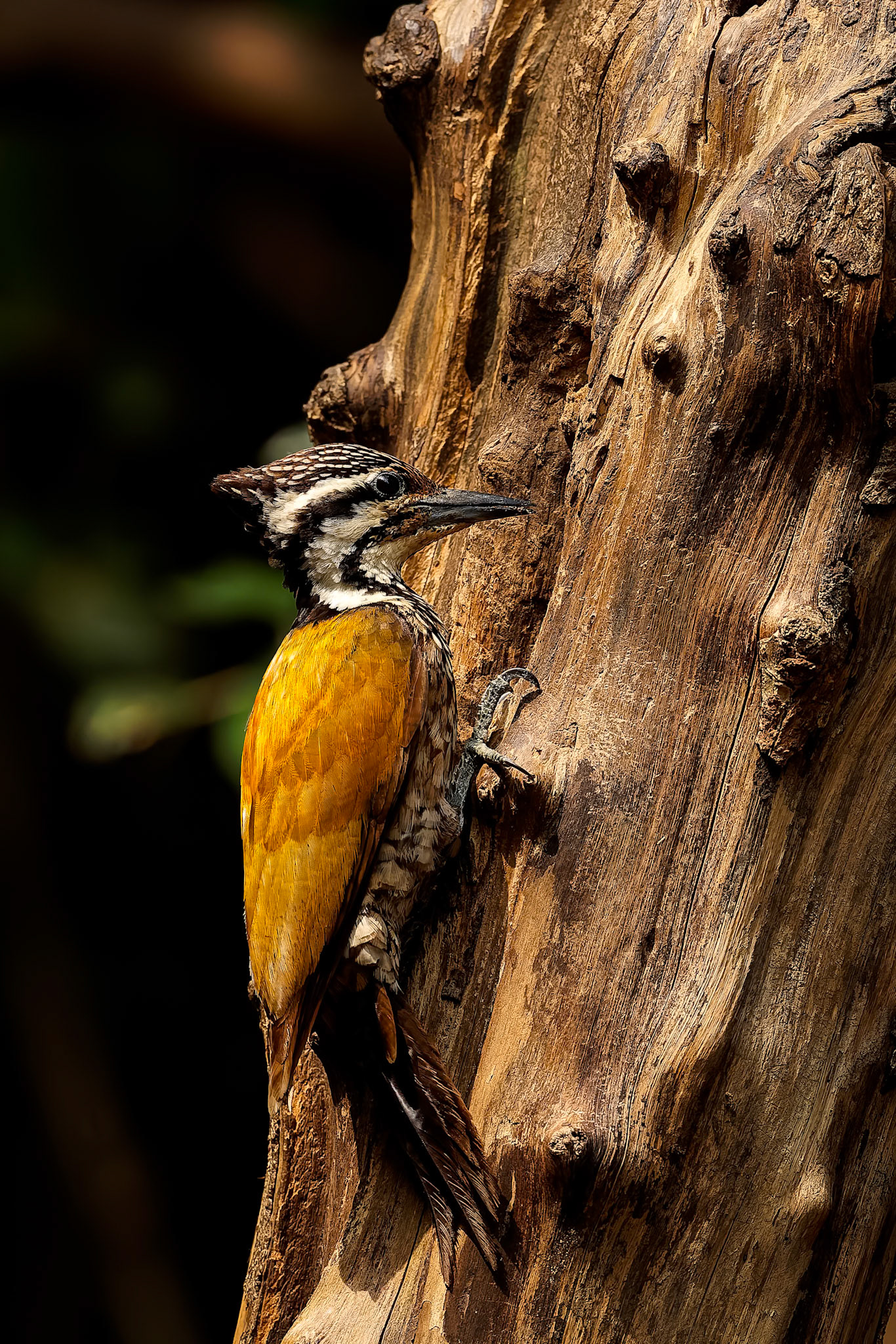 Common flameback, Khaeng Krackan National Park, Thailand