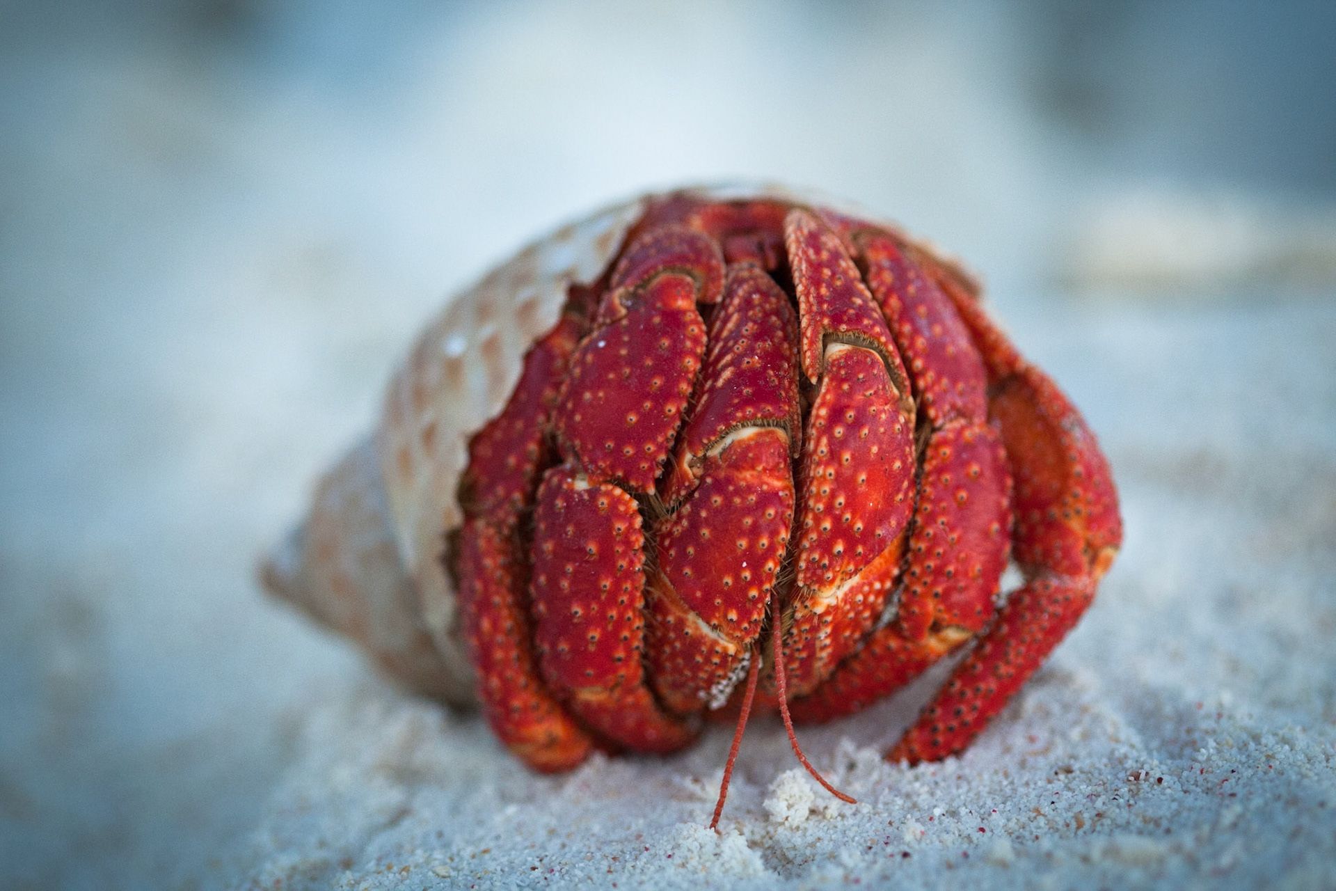 Lady Elliot Island, Queensland, Australia crab,