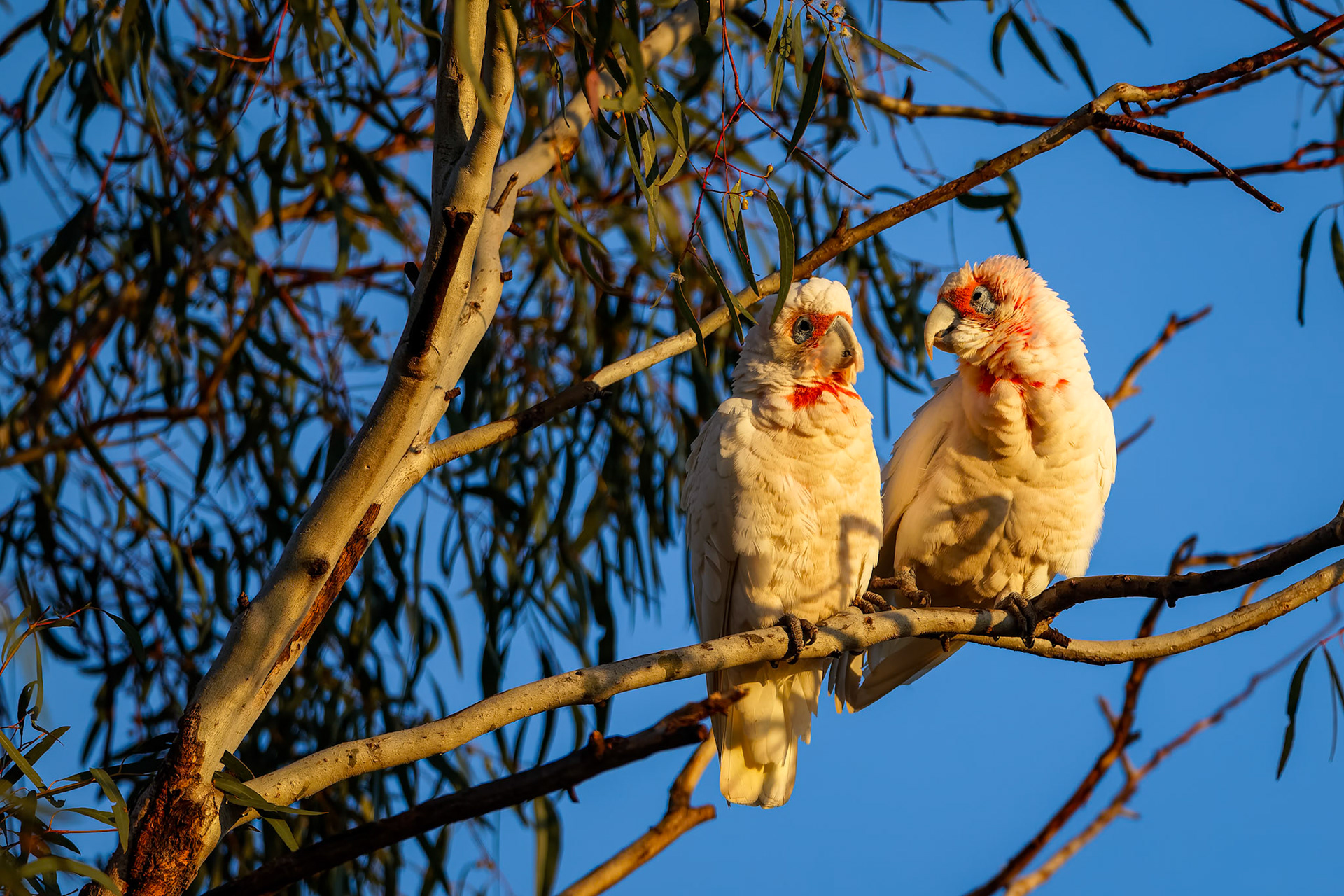 Long-billed corella, Wilbriggie Riverena, Griffith, NSW, Australia