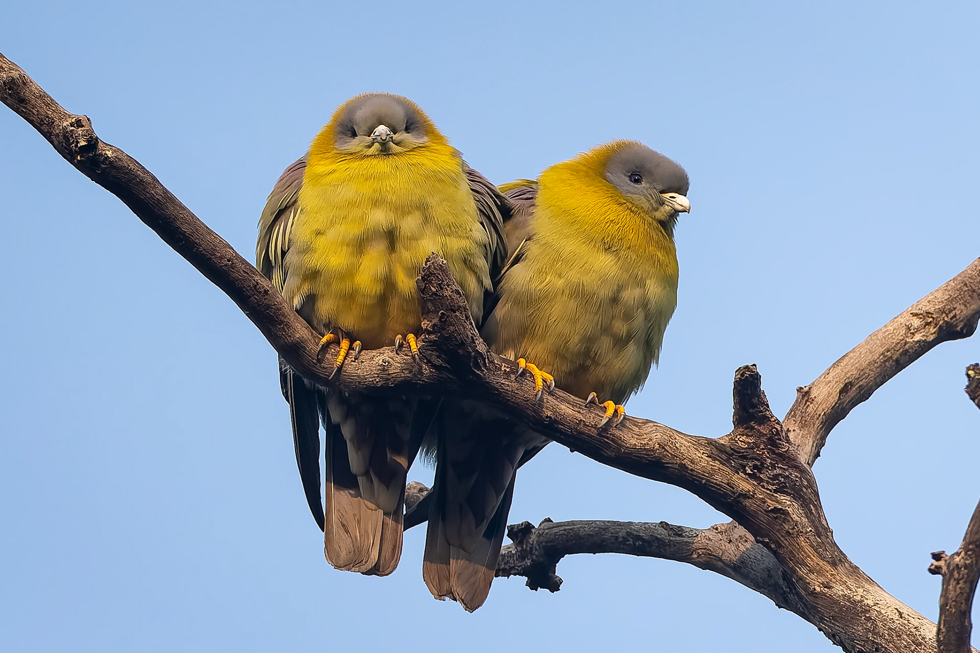 Yellow-footed green-pigeon, Khana, India
