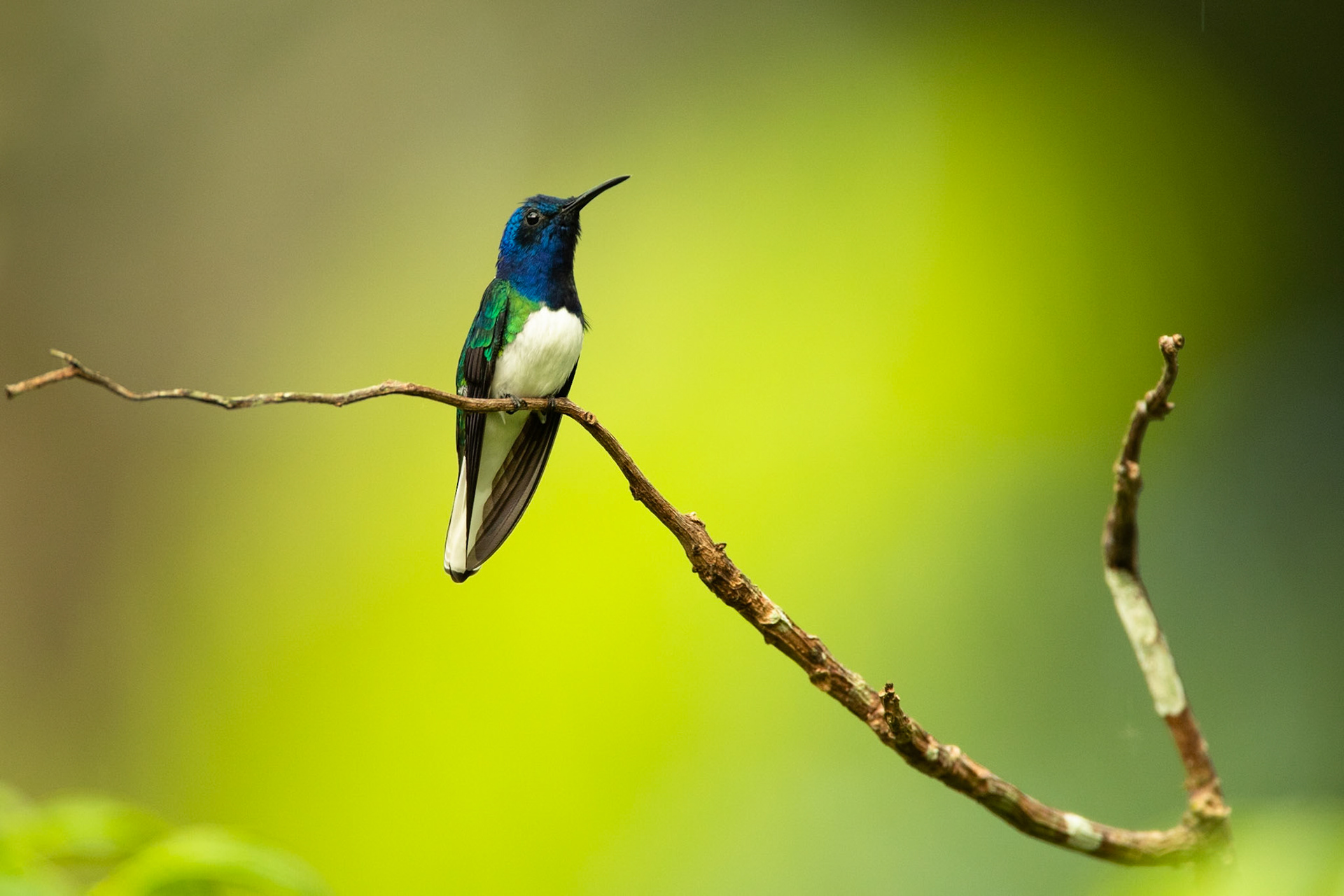 White-necked Jacobin, Amazonia Lodge, Peru
