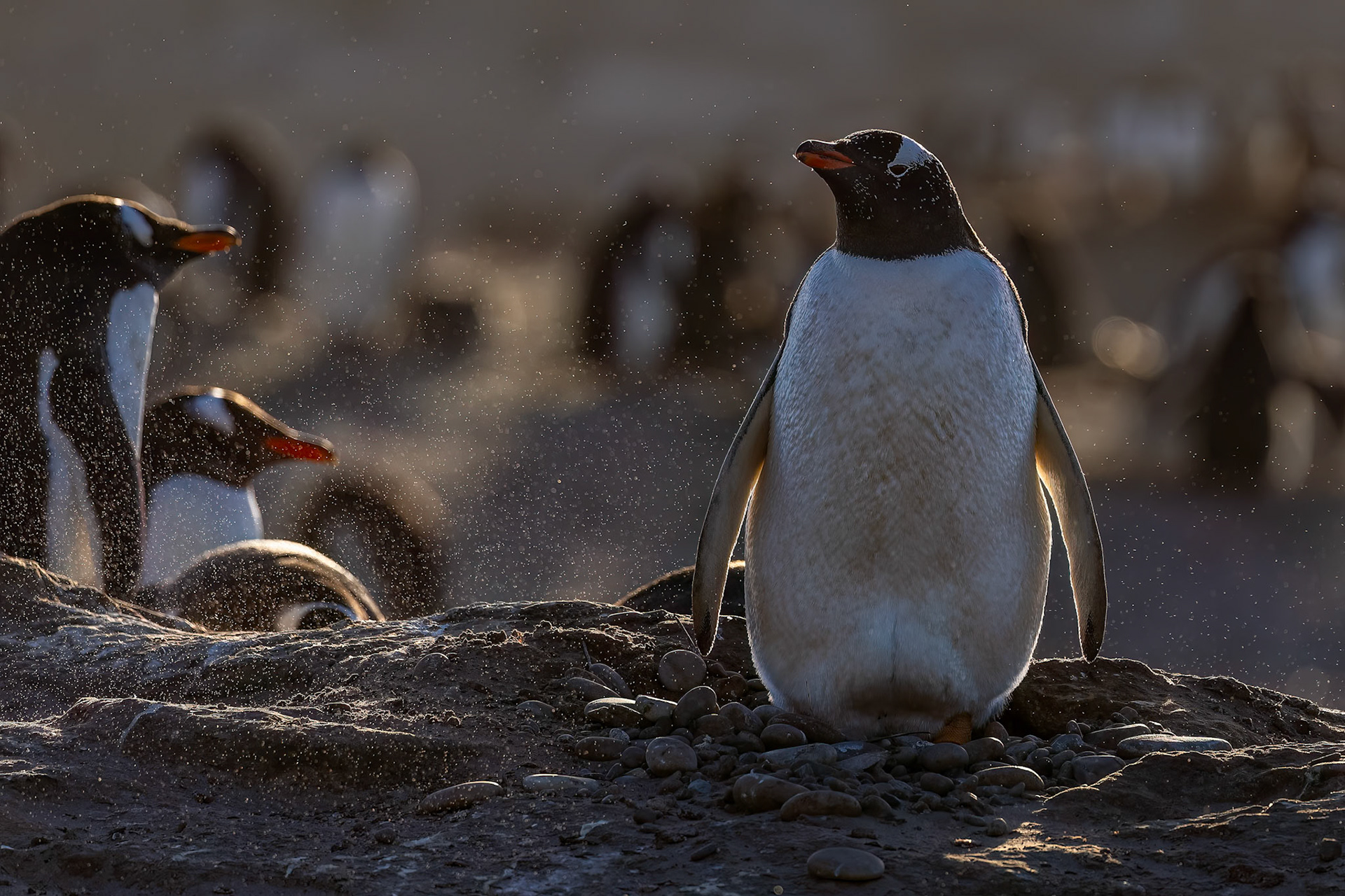 Gentoo penguin, The Neck, Saunders Island, Falkland Islands