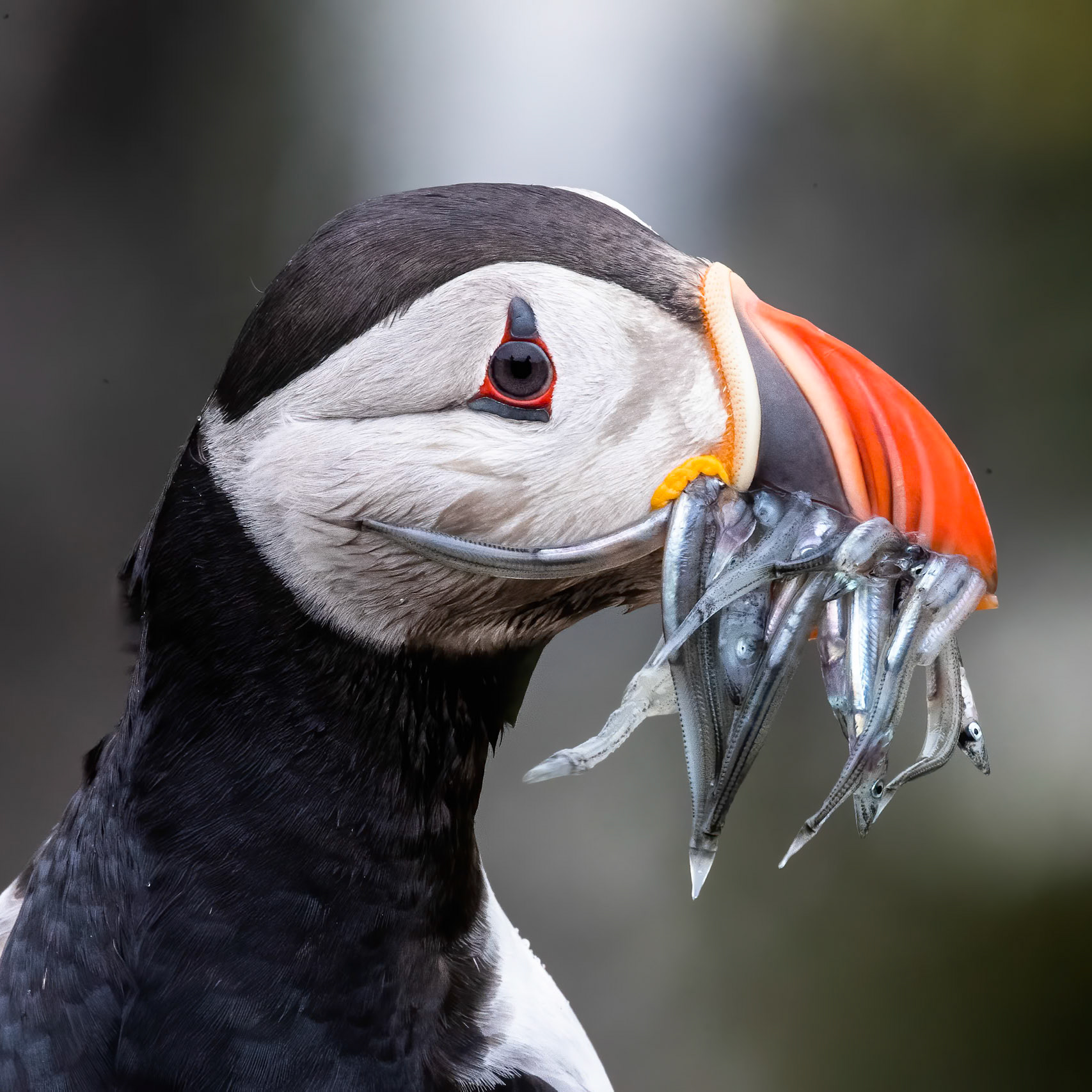 Atlantic puffin, Grímsey Island, Iceland