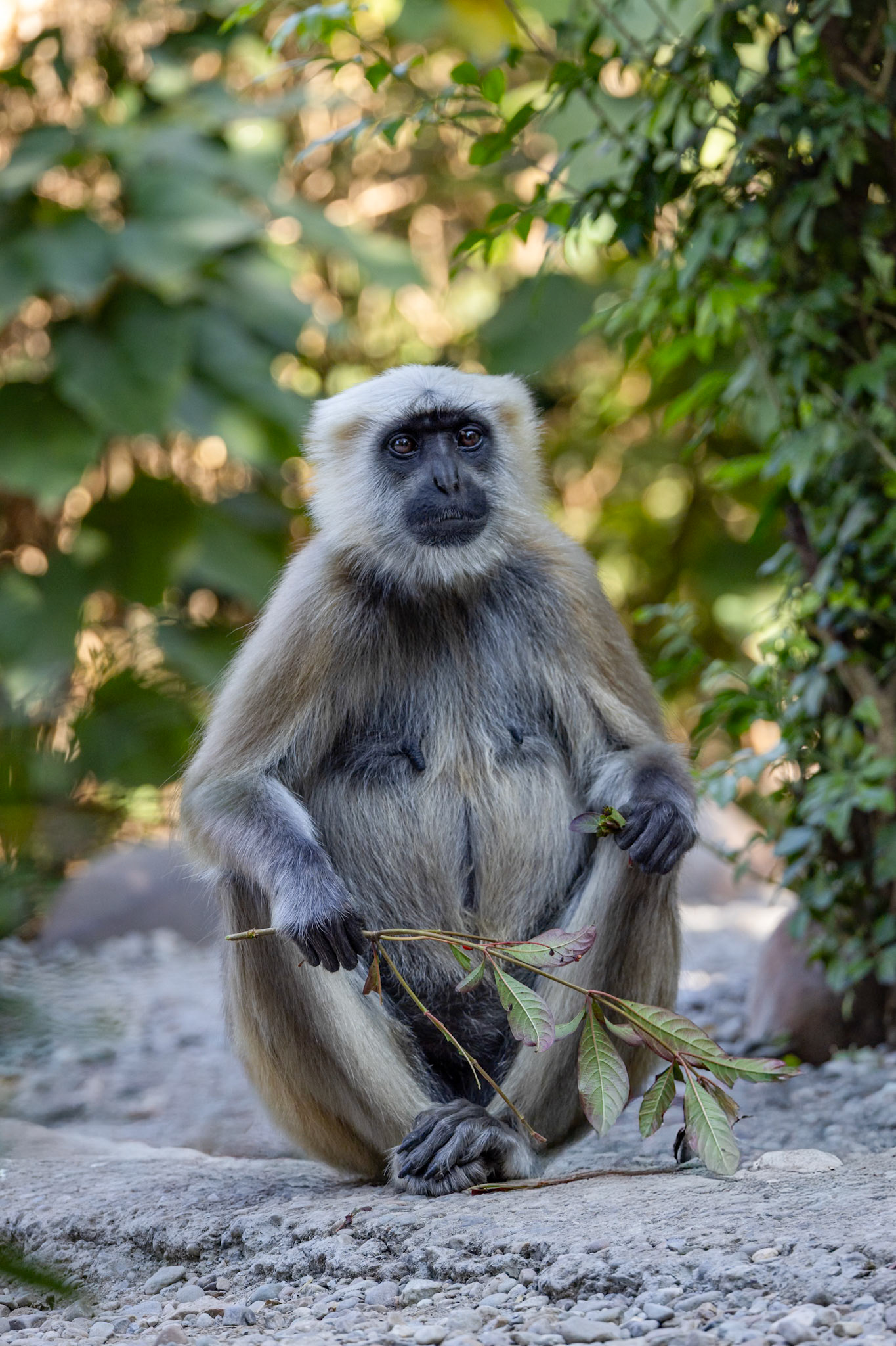 Gray langur, Corbett Tiger Reserve, India