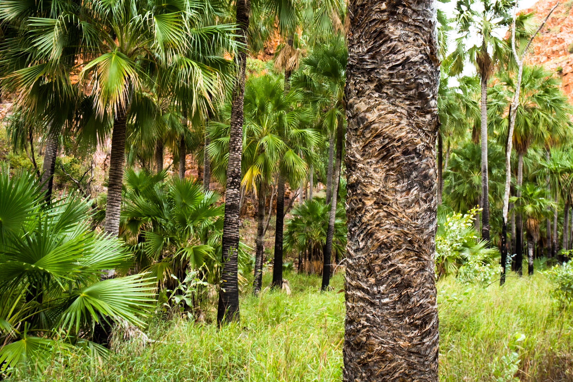El Questro Gorge, El Questro Wilderness Park, The Kimberly, Western Australia