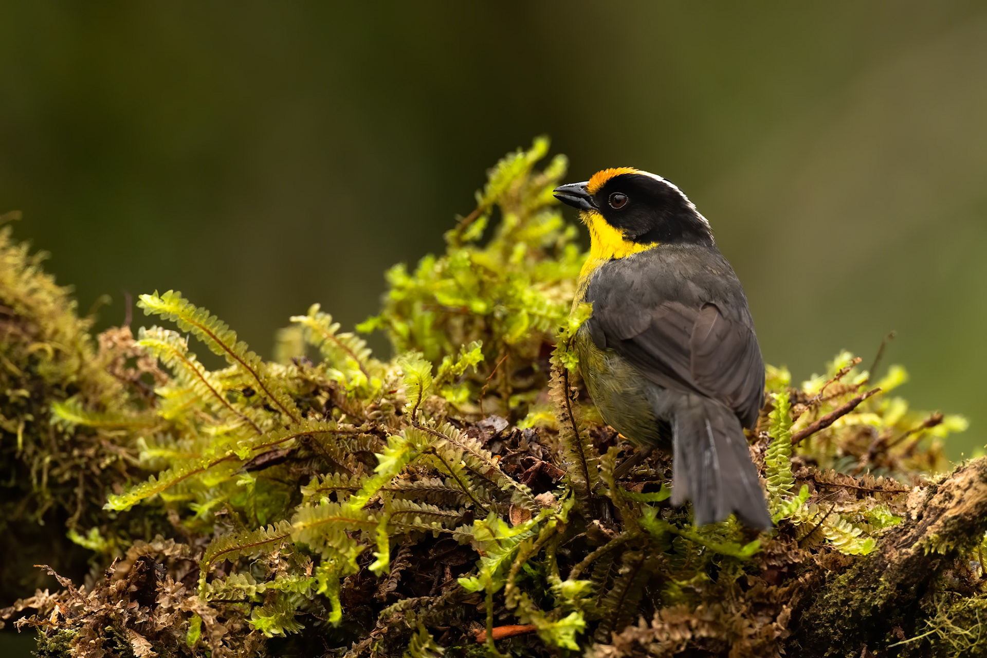 Pale-naped brushfinch, Terminales del Ruiz, Colombia