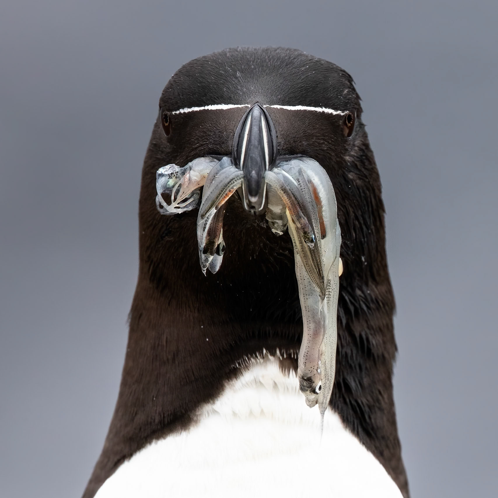 Razorbill, Grímsey Island, Iceland