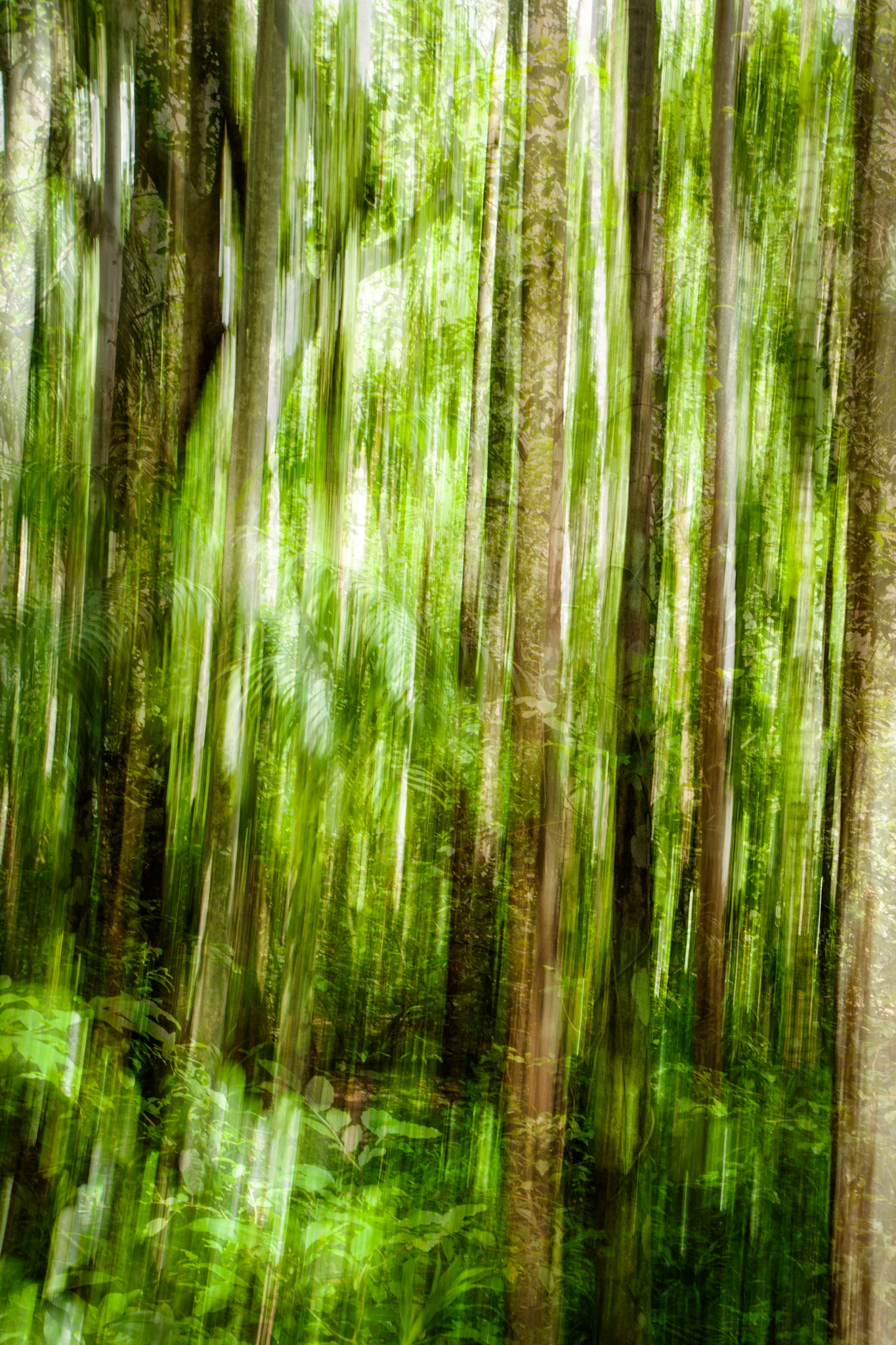 Rain-forest, Territory Wildlife Park, Darwin, Northern Territory