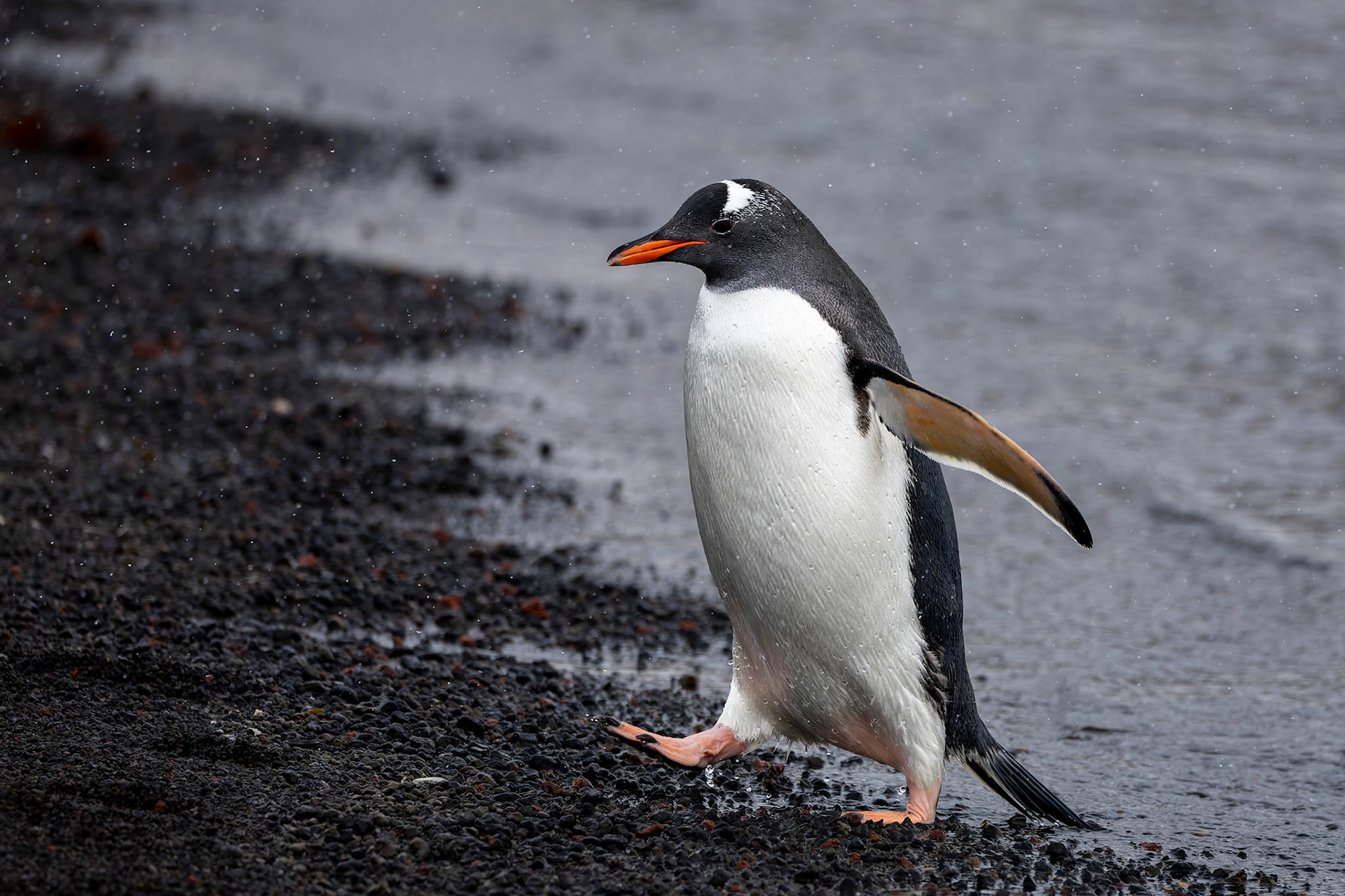 Gentoo penguin, Whaler's Bay, Deception Island