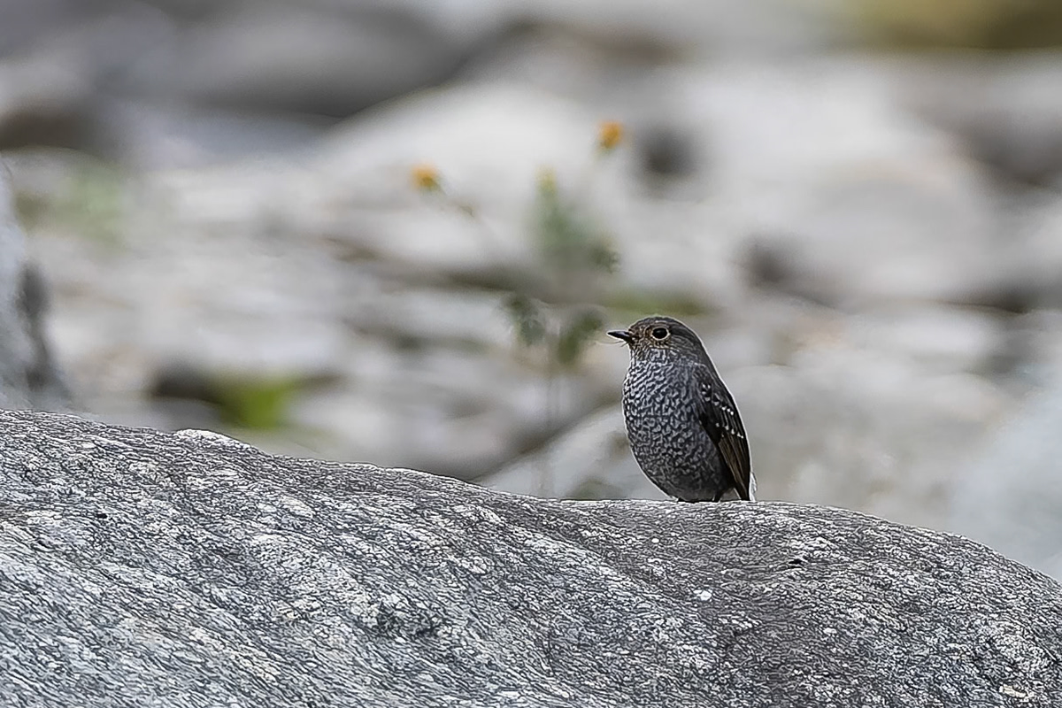 Plumbeous redstart Corbett Tiger Reserve, India