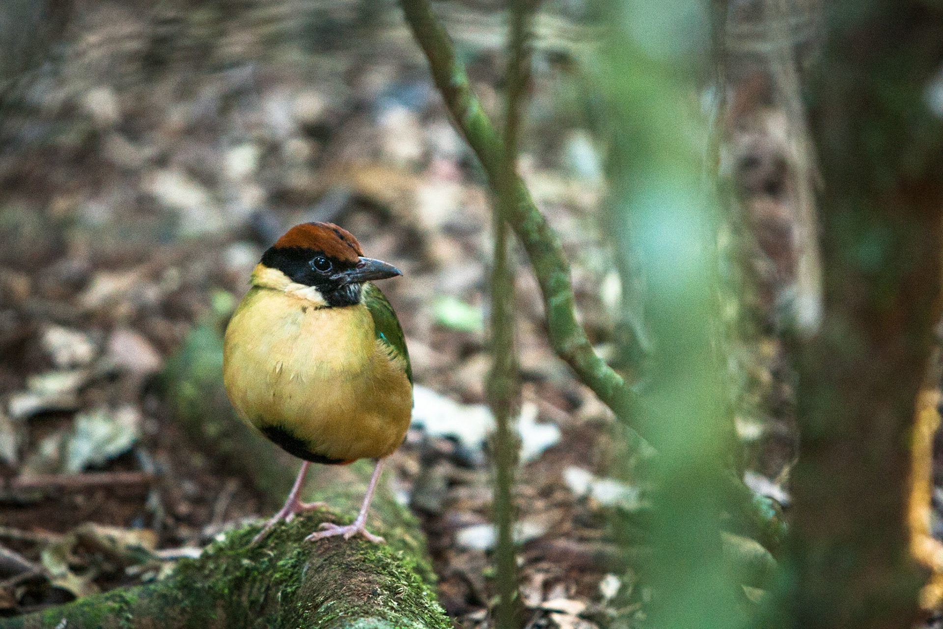 Lamington National Park, Queensland