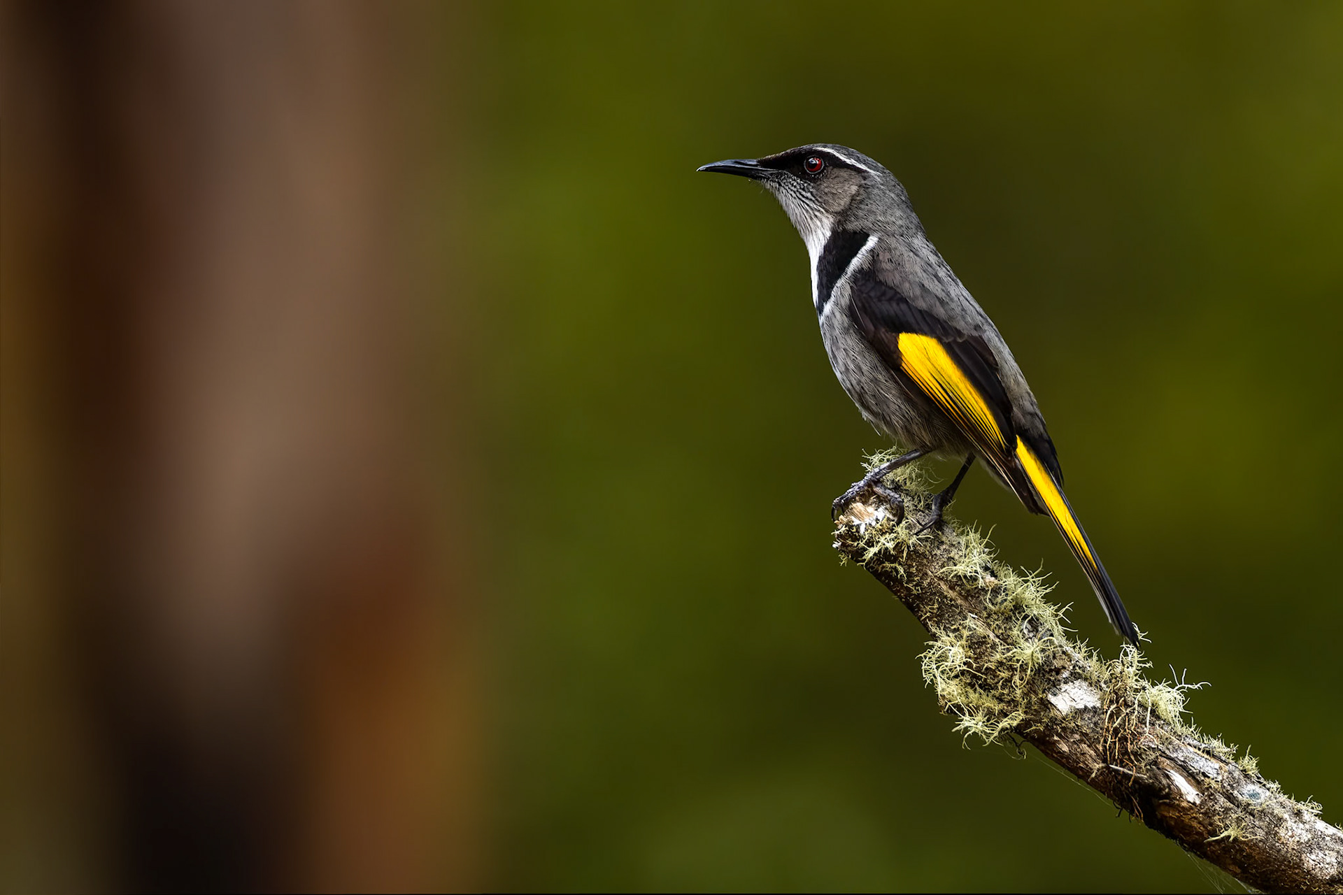 Crescent honeyeater, Mount Wellington, Hobart, Tasmania, Australia