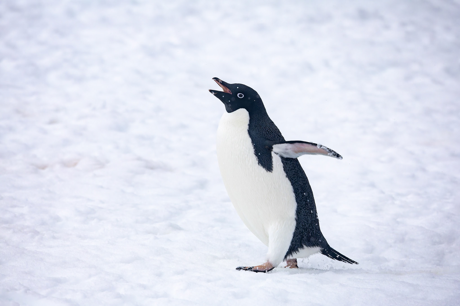 Adelie penguin, Niko Harbour, Antarctica