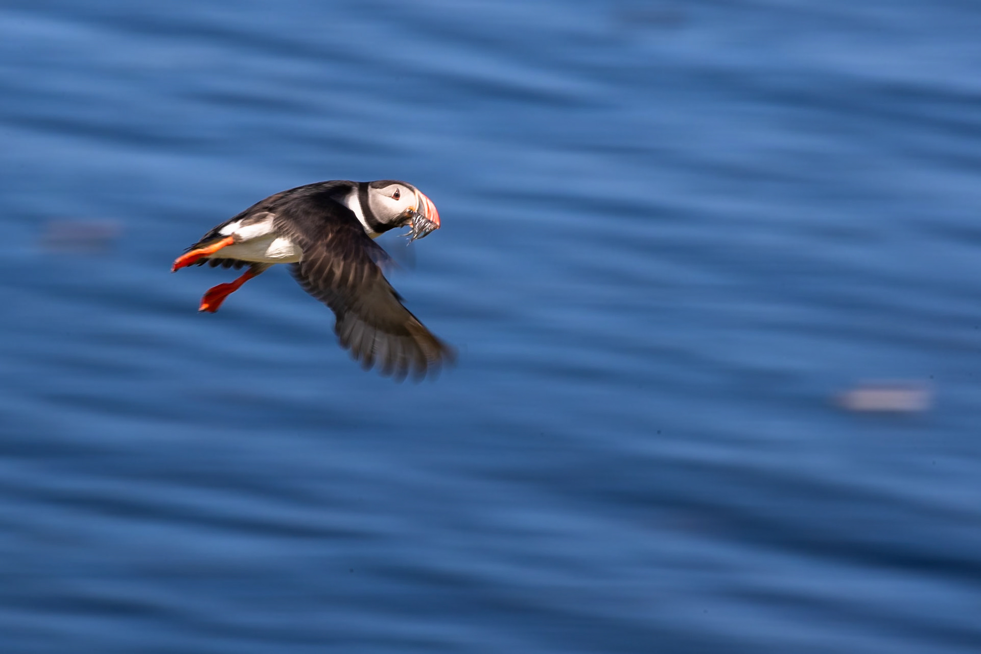 Atlantic puffin, Grímsey Island, Iceland