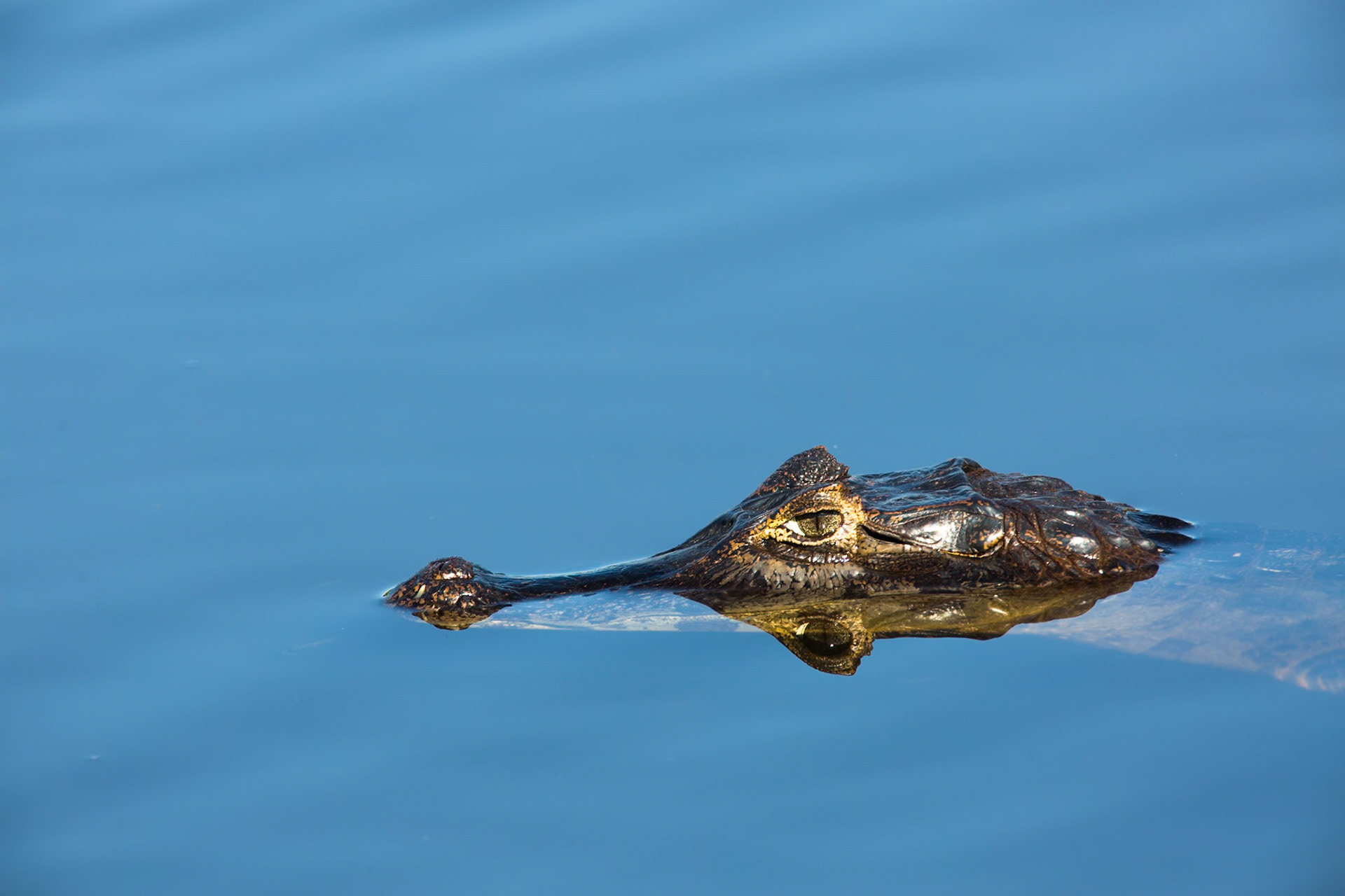 Caiman, Pousada Piuval, Pantanal, Brazil