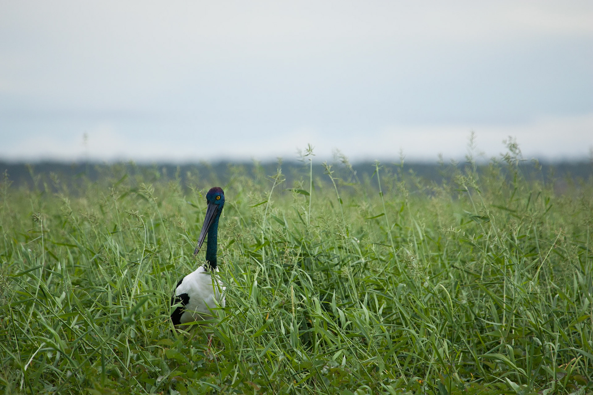 Black-necked stork, Arnhemland
